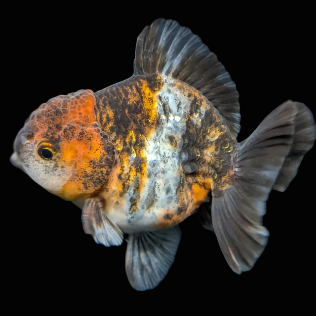 Thai Oranda Shogun Calico 4" in. ID#703SG7A-008