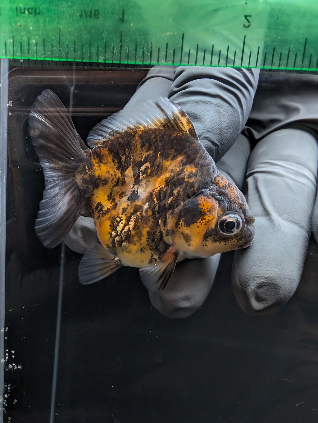 Baby Thai Shogun Oranda Tiger Calico 2"-2.5" in. ID#1023BSG11A-030