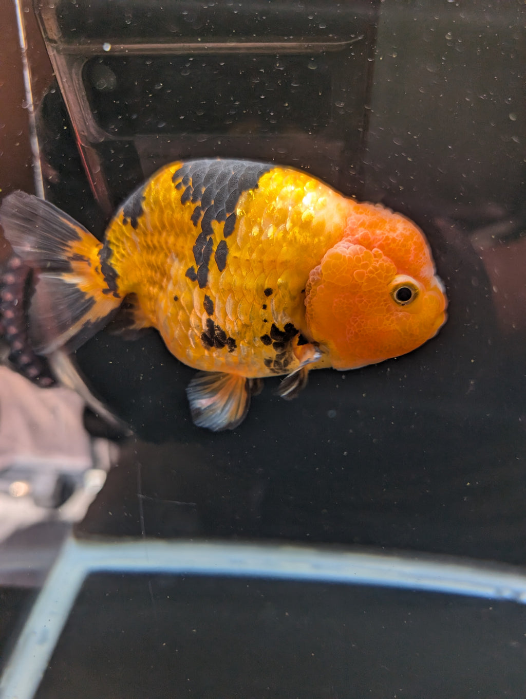 Jumbo Ranchu Calico 4.5"-5" in. ID#821R8A-034