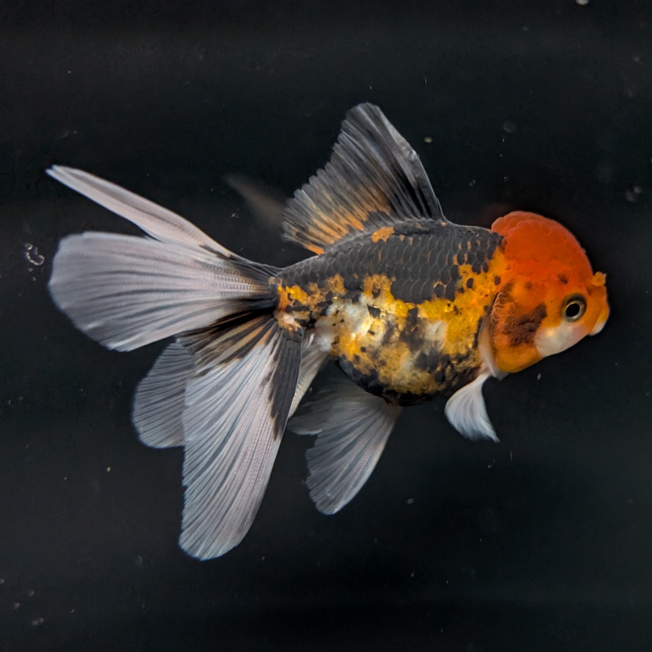 Thai Juvenile Oranda Tricolor 3"-3.5" in.  ID#717T1A-005