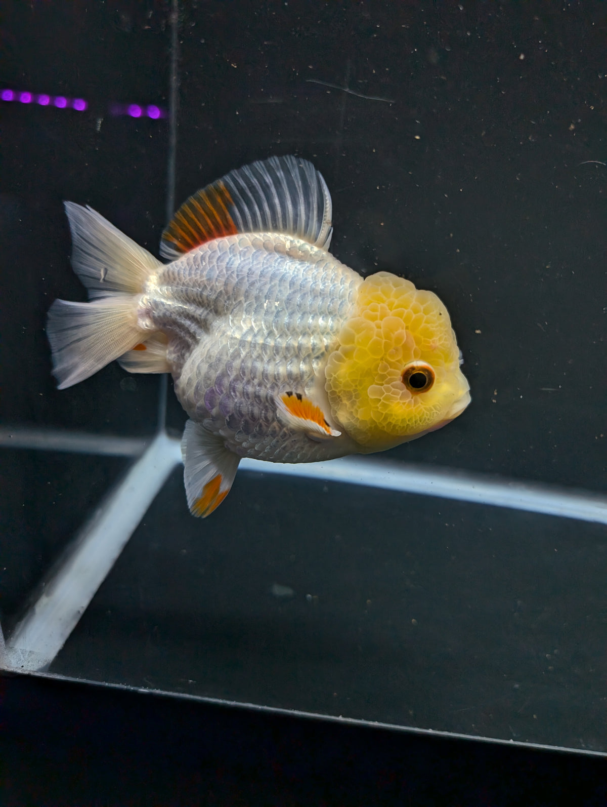 Jumbo Oranda Yuan Bao / Shogun Lemon Head Red White   4.5"-5"in. ID#1016YB13A-011