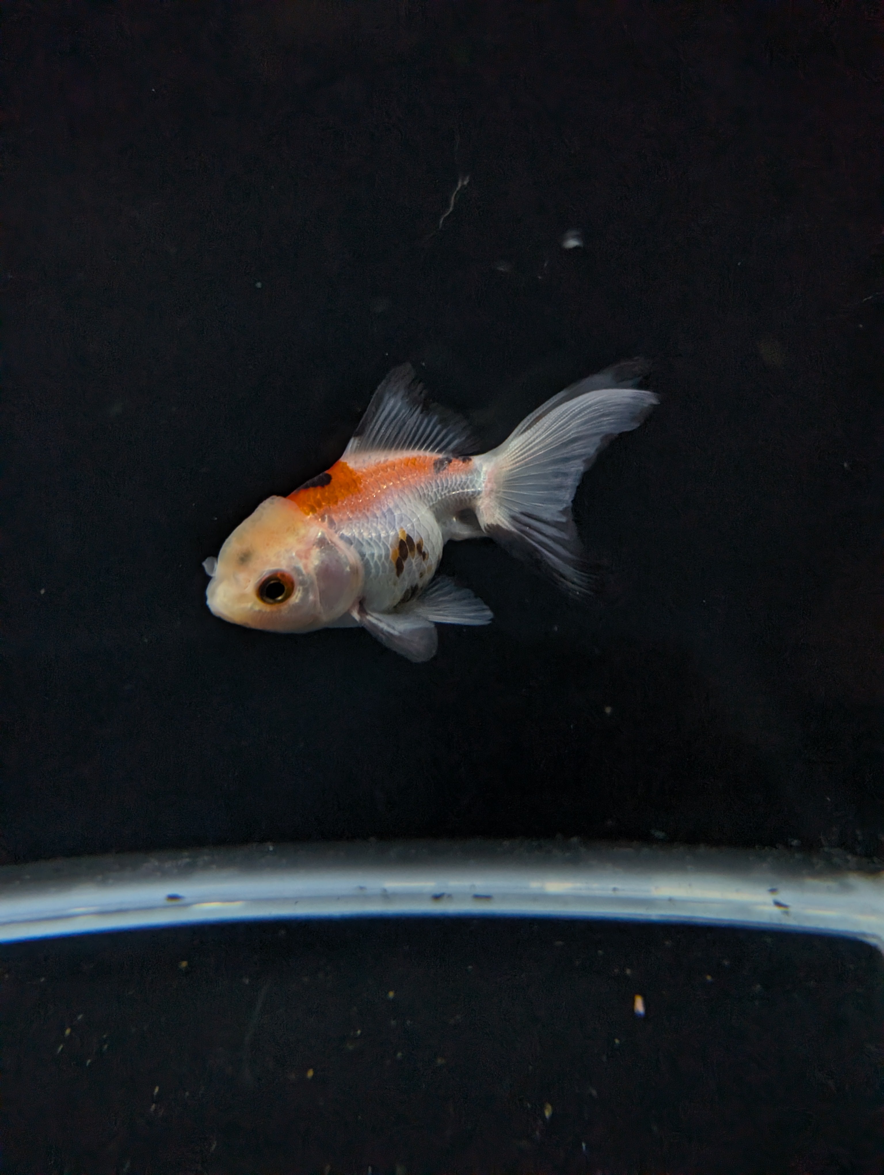 Juvenile Oranda  Tricolor 3"-3.5"in.  ID#619T1A-015