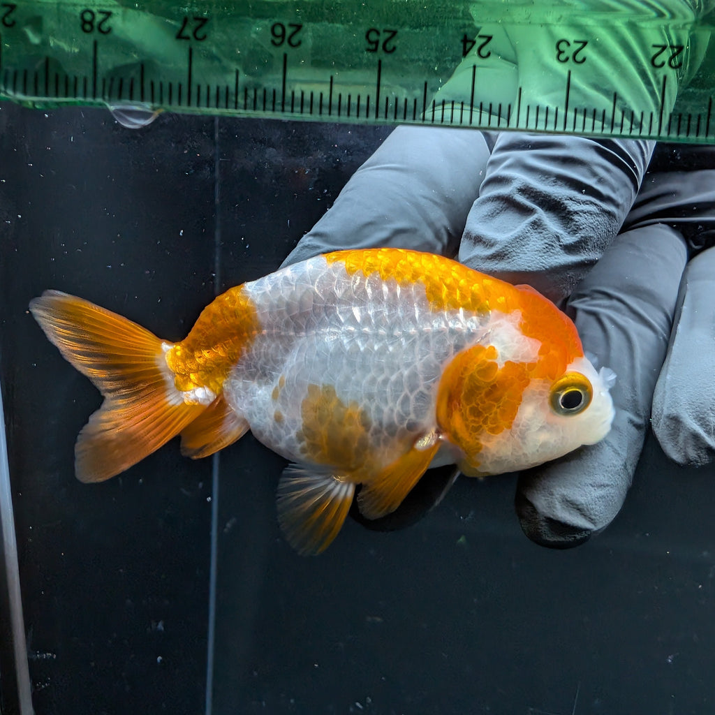 Ranchu Red White 2.5"-3" in. ID#724R4A-025