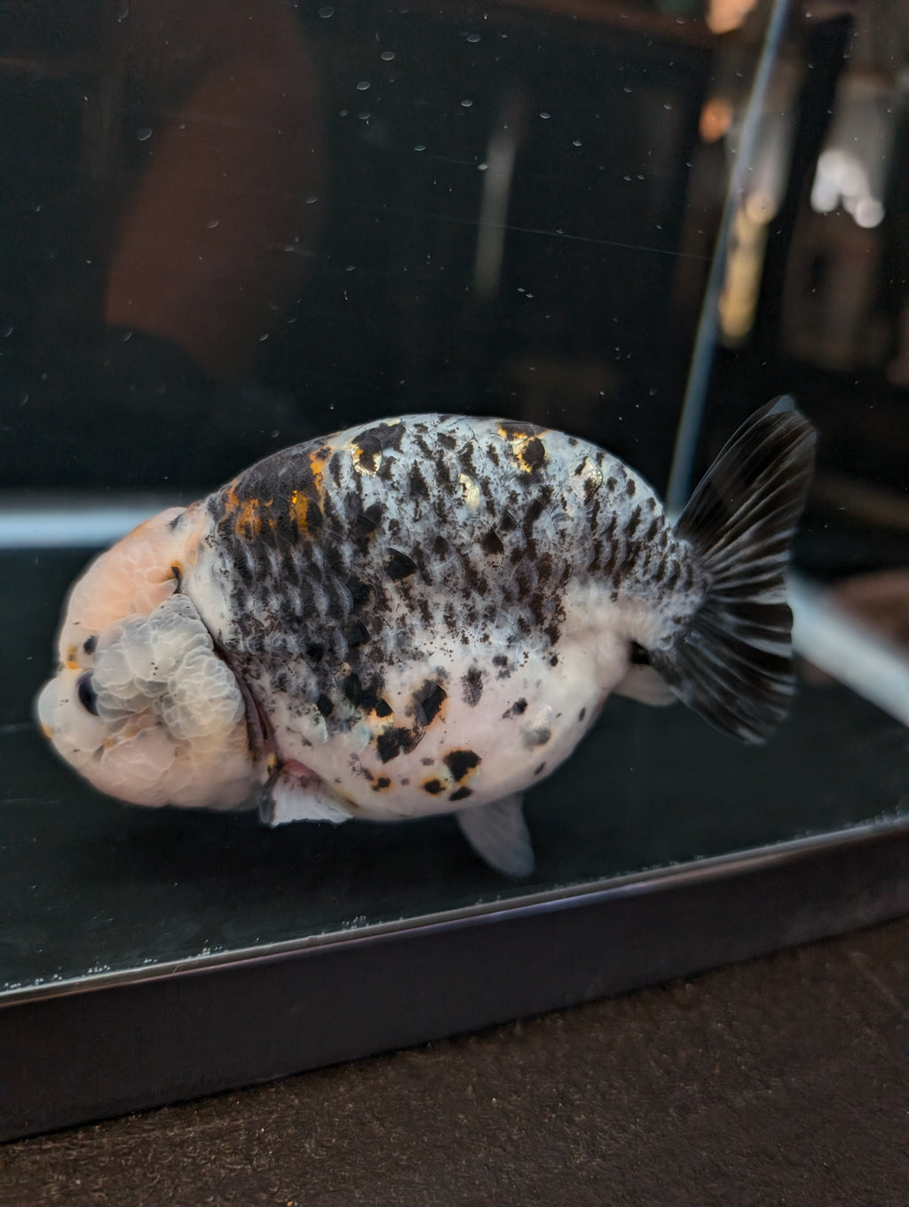 Jumbo Ranchu Kirin Calico 4.5"-5" in. ID#814R8A-024