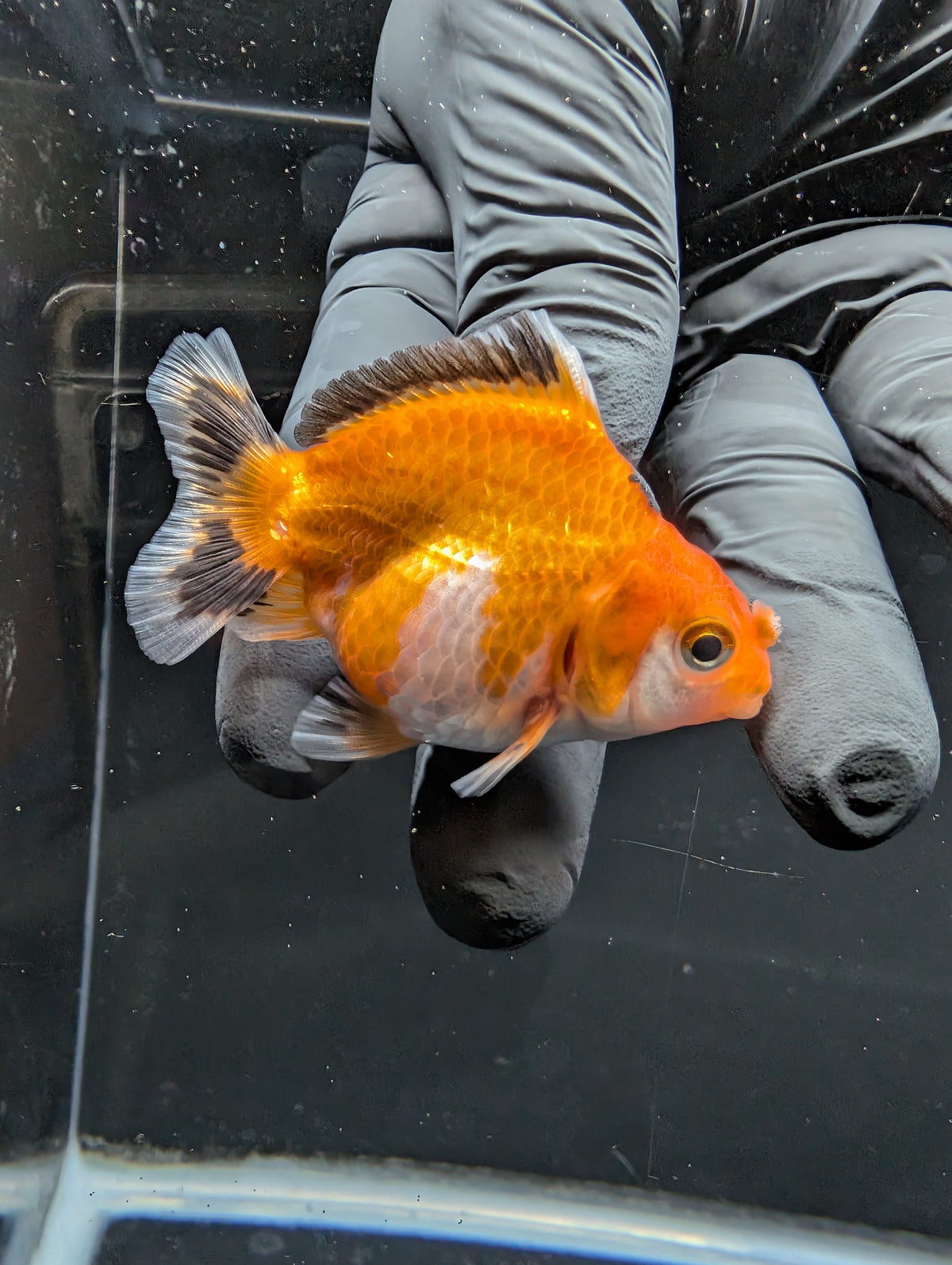 Baby Thai Shogun Oranda Tricolor 2"-2.5" in. ID#1016BSG11A-002