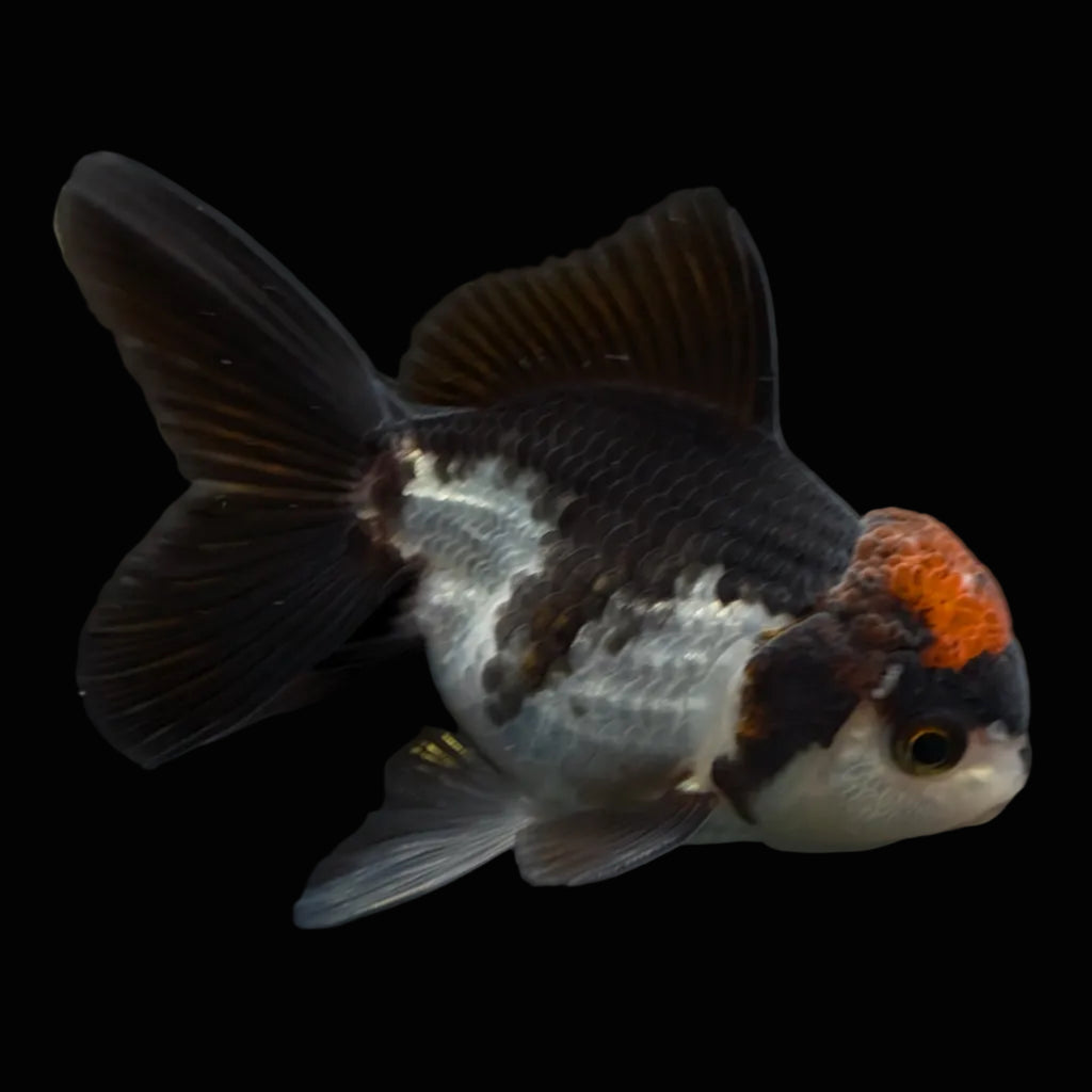 Juvenile Oranda Tricolor 3.5"-4" in.  ID#424T1A-004