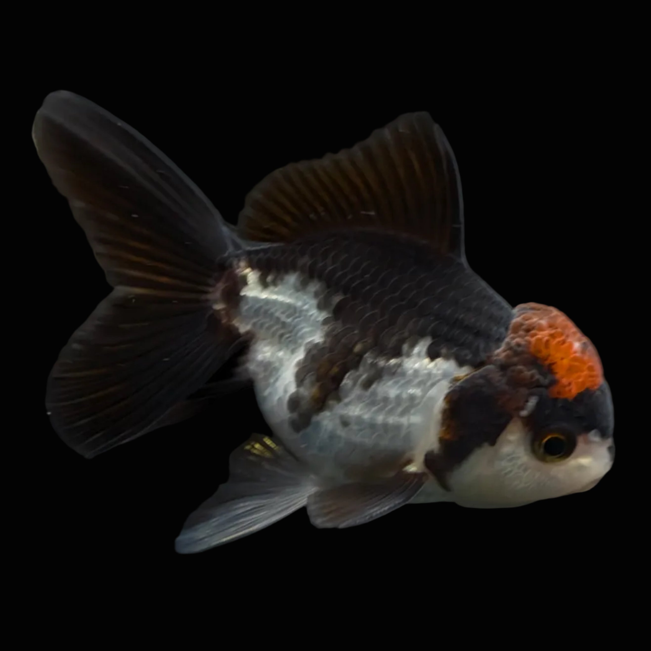 Juvenile Oranda Tricolor 3.5"-4" in.  ID#424T1A-004