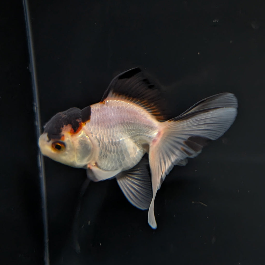 Thai Juvenile Oranda Tricolor 3"-3.5" in.  ID#717T1A-004