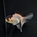 Thai Juvenile Oranda Tricolor 3"-3.5" in.  ID#717T1A-004