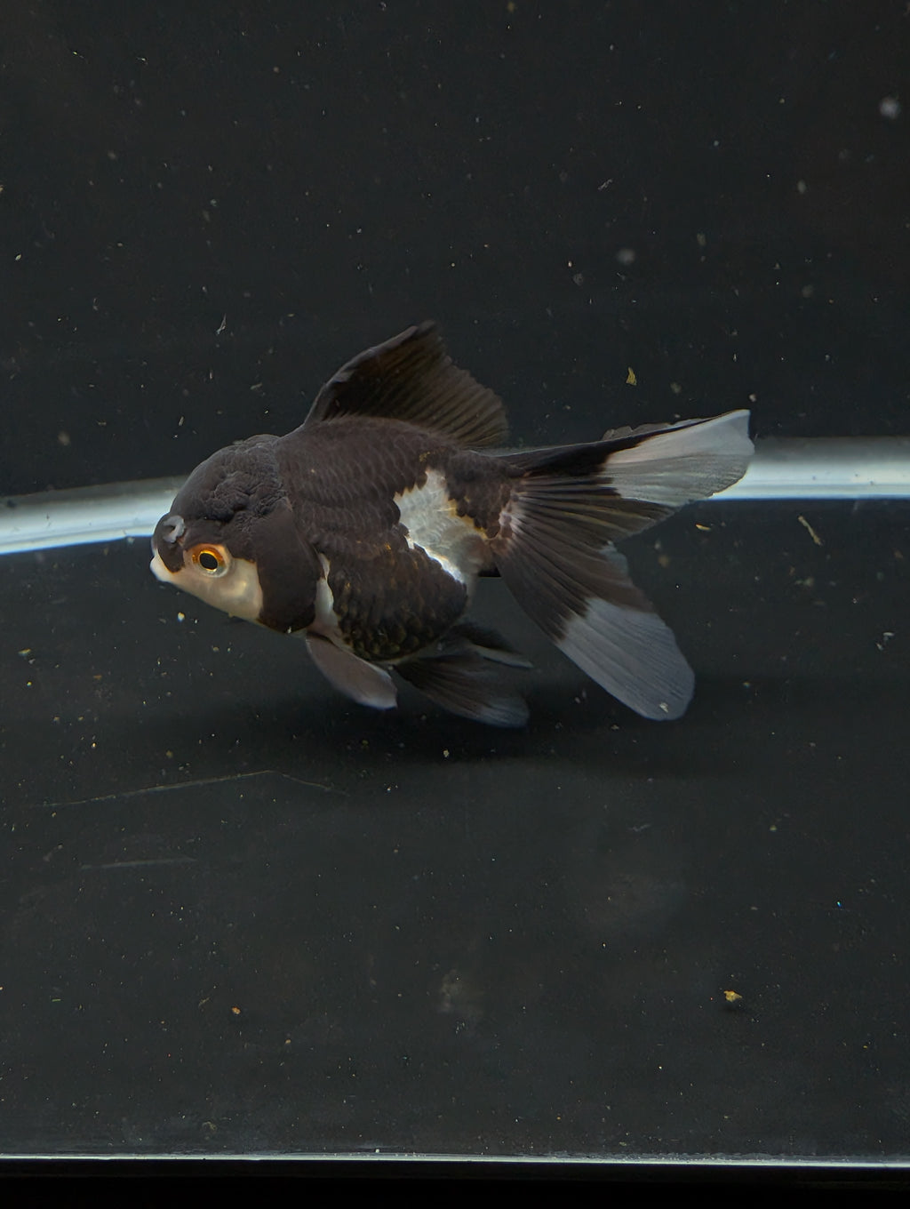 Thai Juvenile Oranda Panda 3"-3.5" in.  ID#626T1A-003