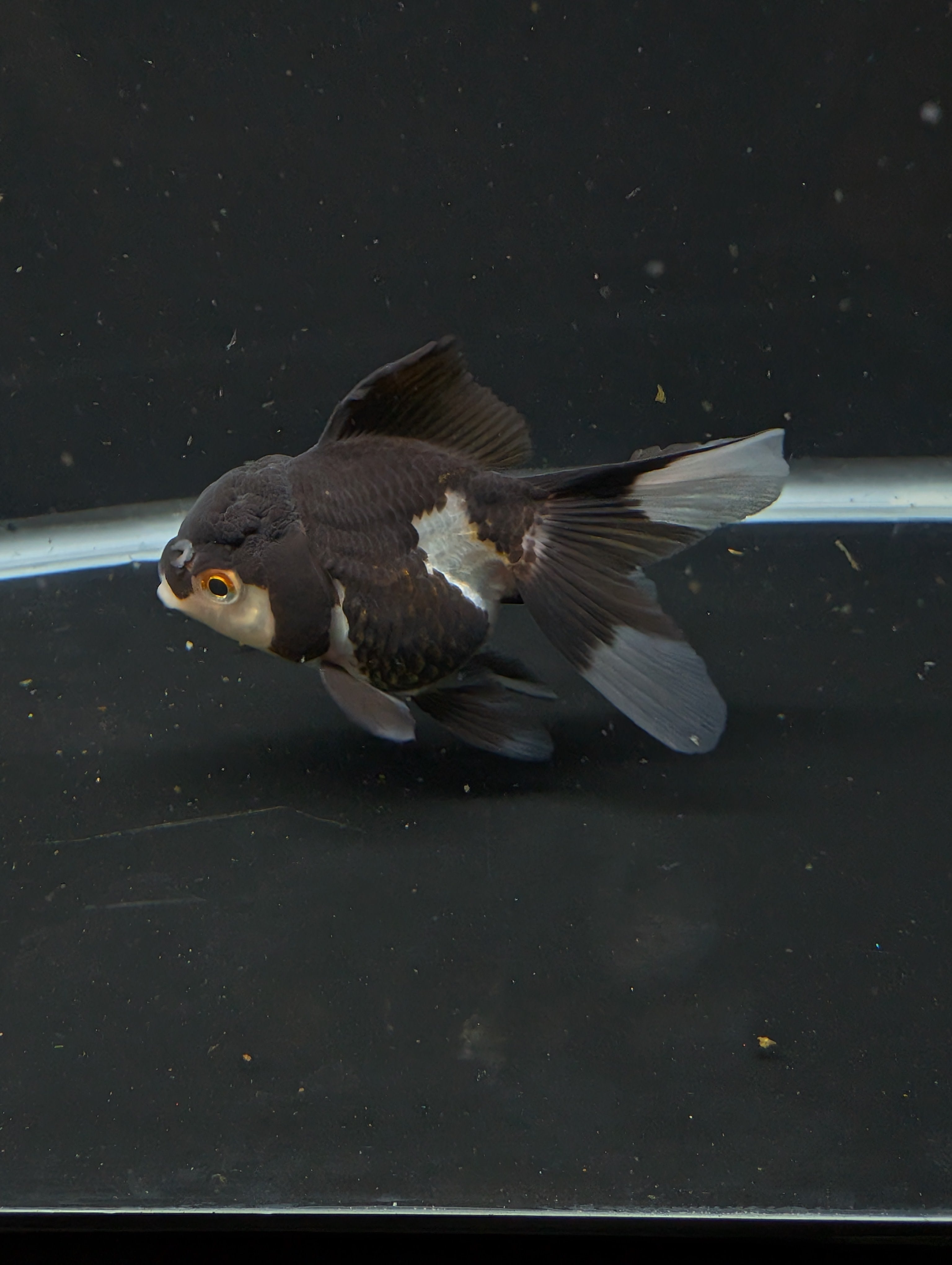 Thai Juvenile Oranda Panda 3"-3.5" in.  ID#626T1A-003
