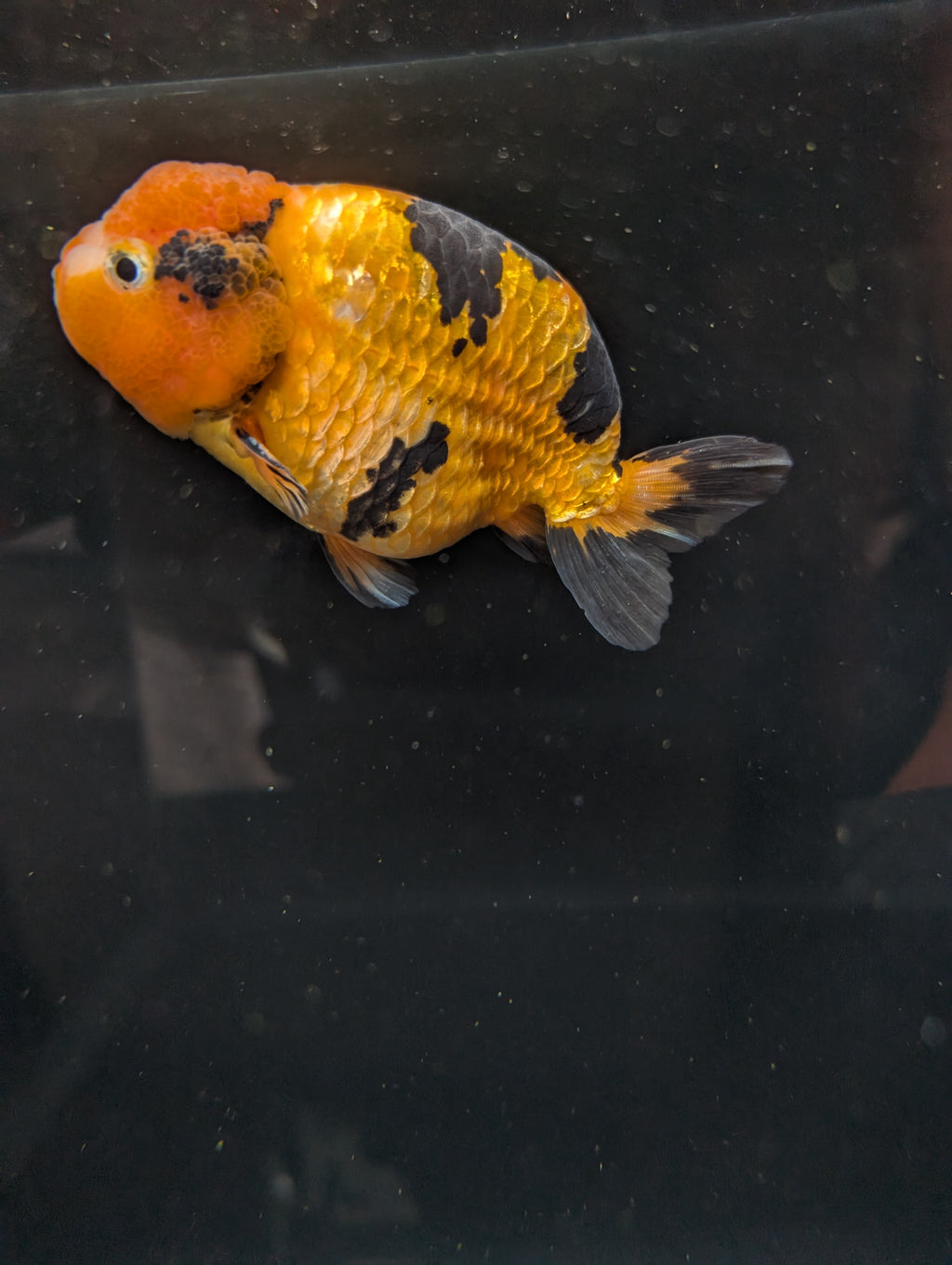 Jumbo Ranchu Calico 4.5"-5" in. ID#821R8A-034