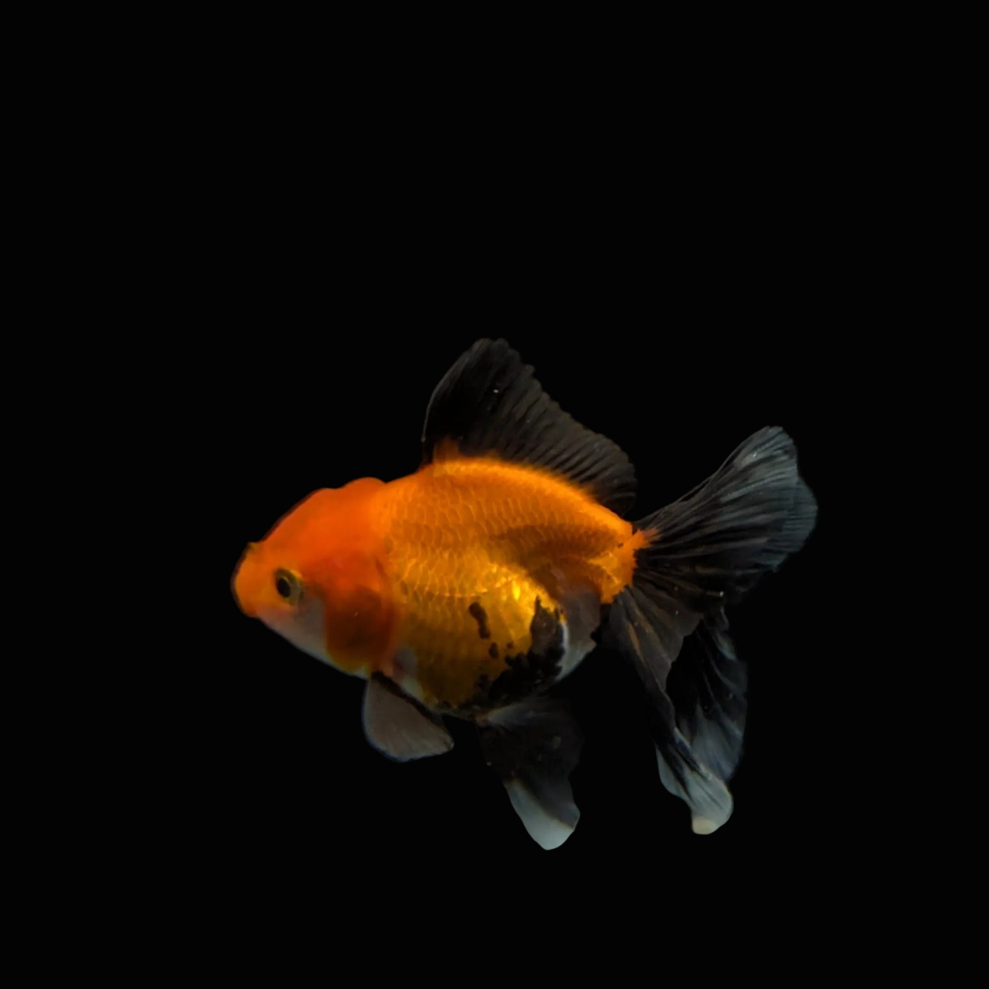 Juvenile Oranda Tricolor 3.5"-4" in.  ID#327T13b-039