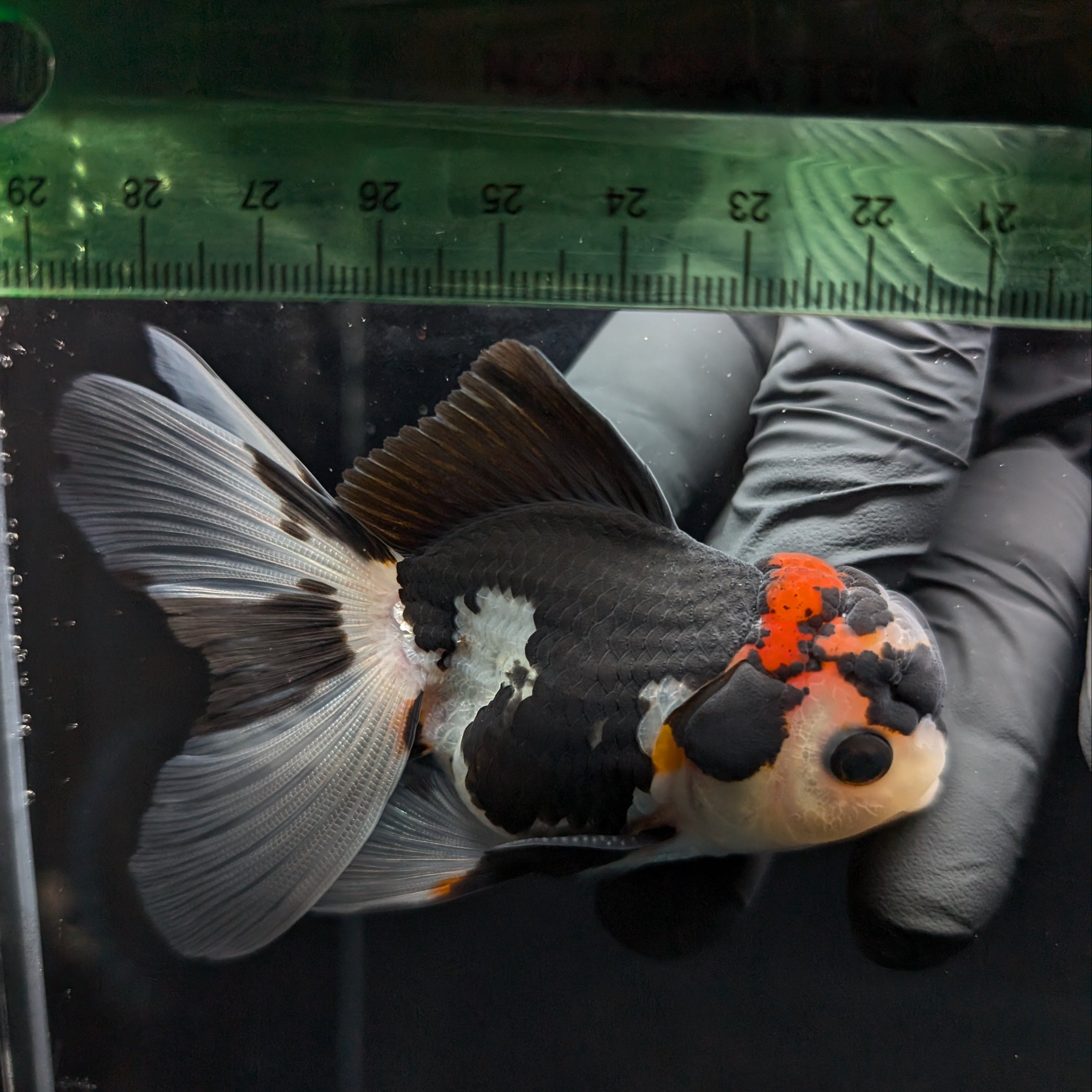 Thai Juvenile Oranda Tricolor 3.5"-4"in.  ID#731T1A-053