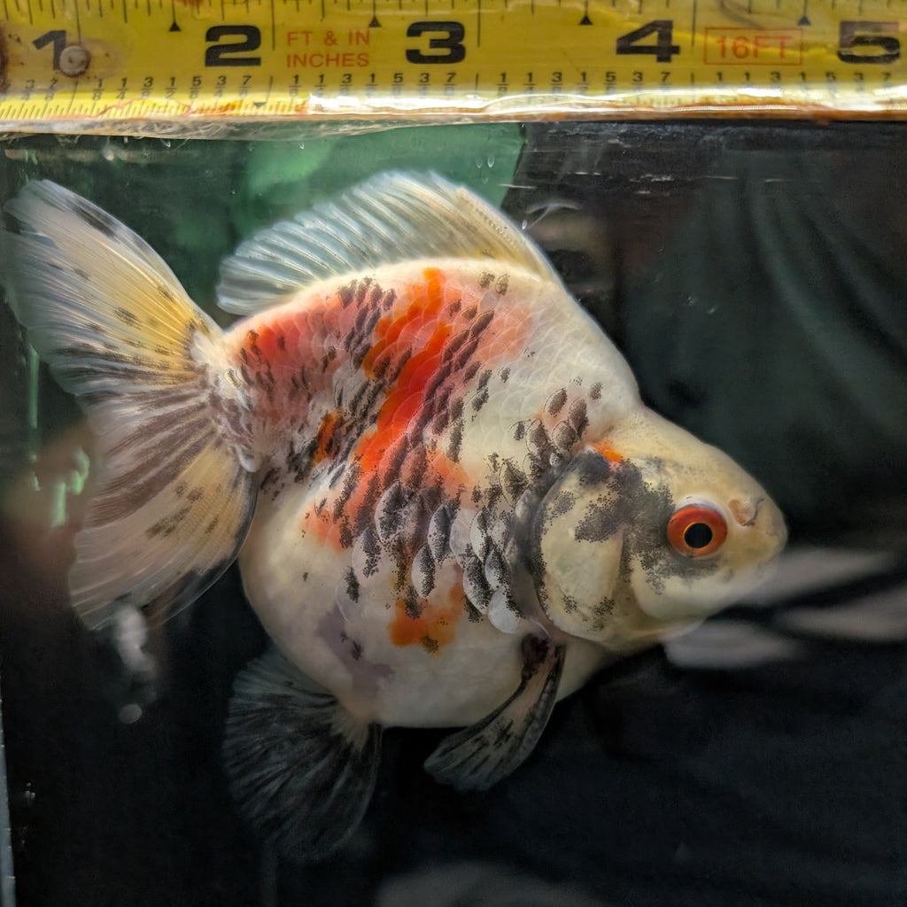 Jumbo Ryukin Short Tail Kirin Calico 4"-4.5" in. ID#3204B-005