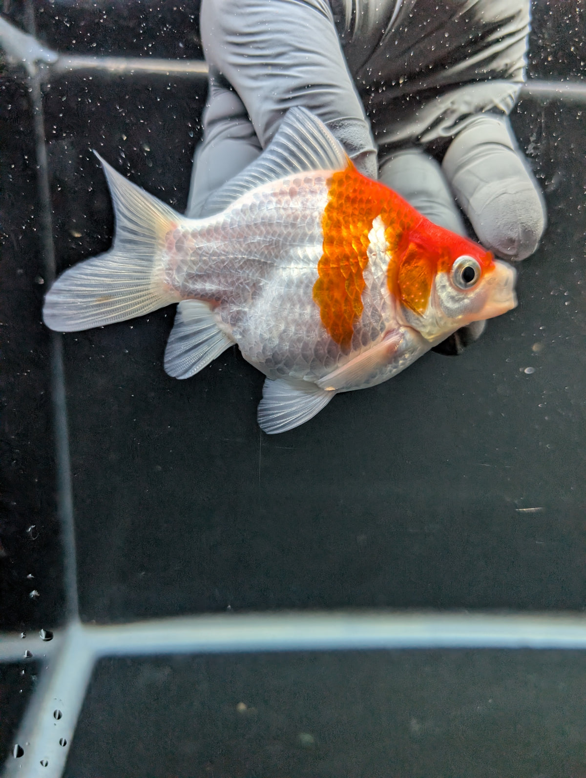 Tamasaba Red White 3"-3.5" in. ID#1009TM1B-008