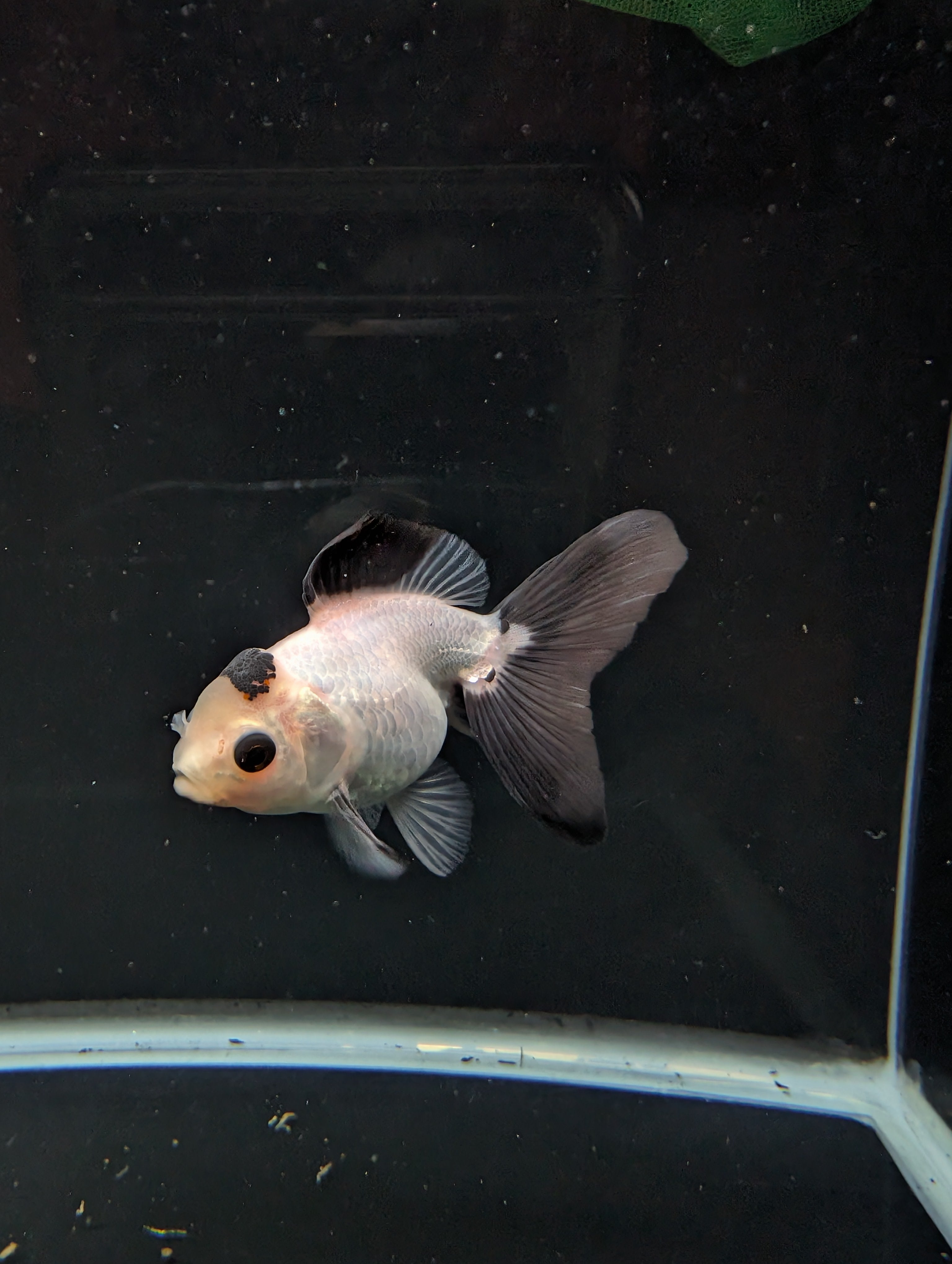 Juvenile Oranda Panda  3.5"-4" in.  ID#501T2A-013