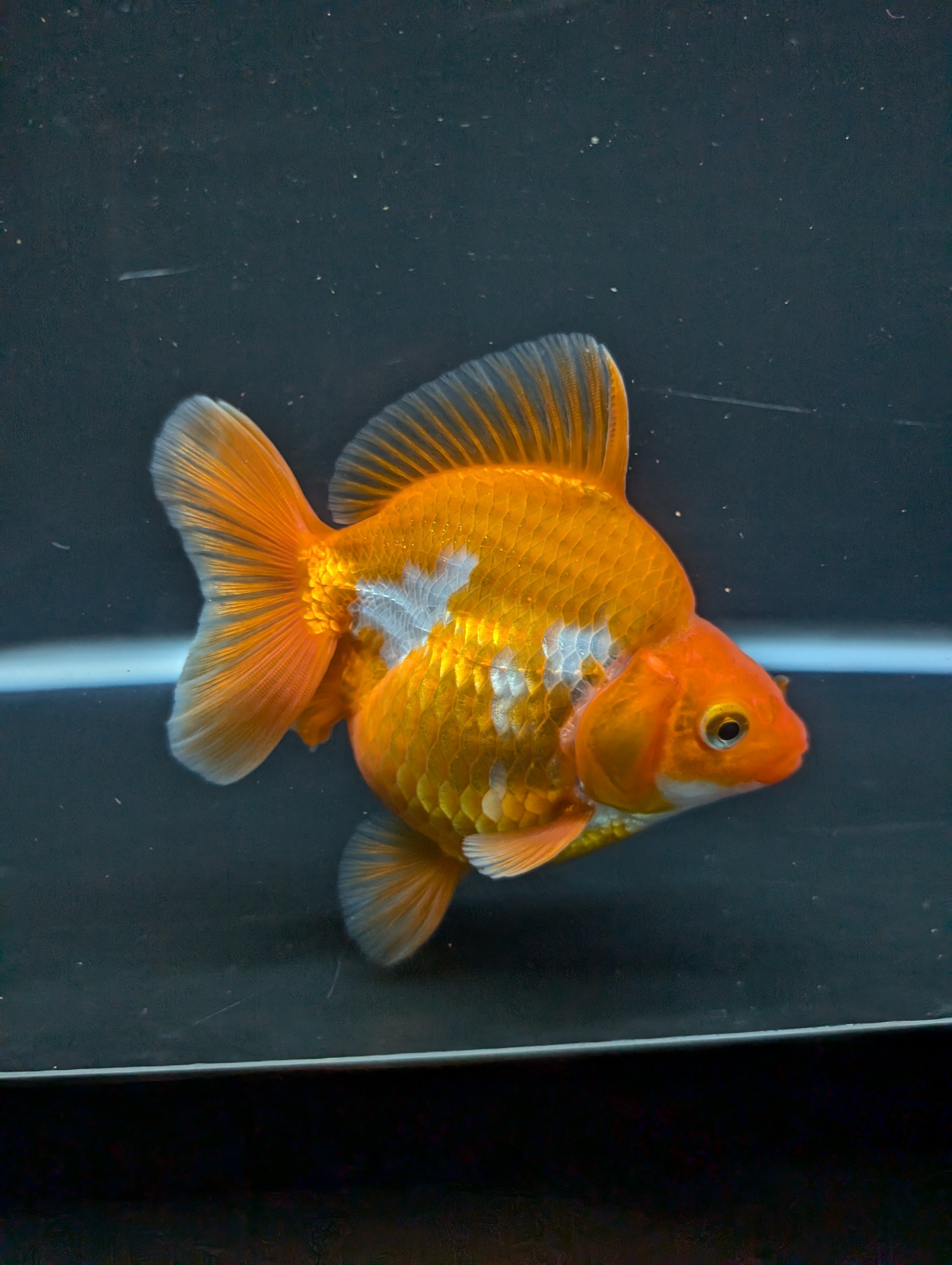 Jumbo Ryukin Short Tail Red White 4.5" in. ID#828STR5B-002