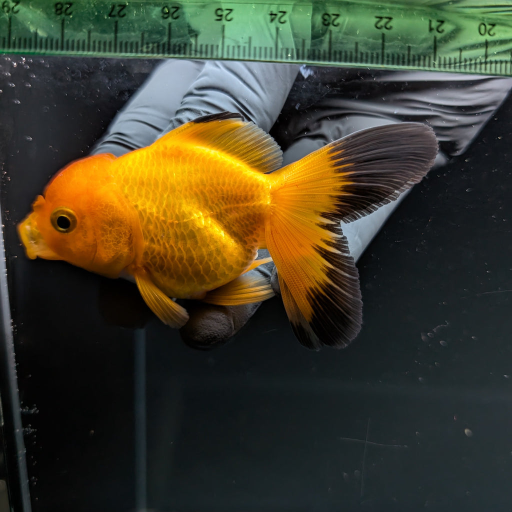 Thai Juvenile Oranda Red Black 3"-3.5" in.  ID#724T1A-023