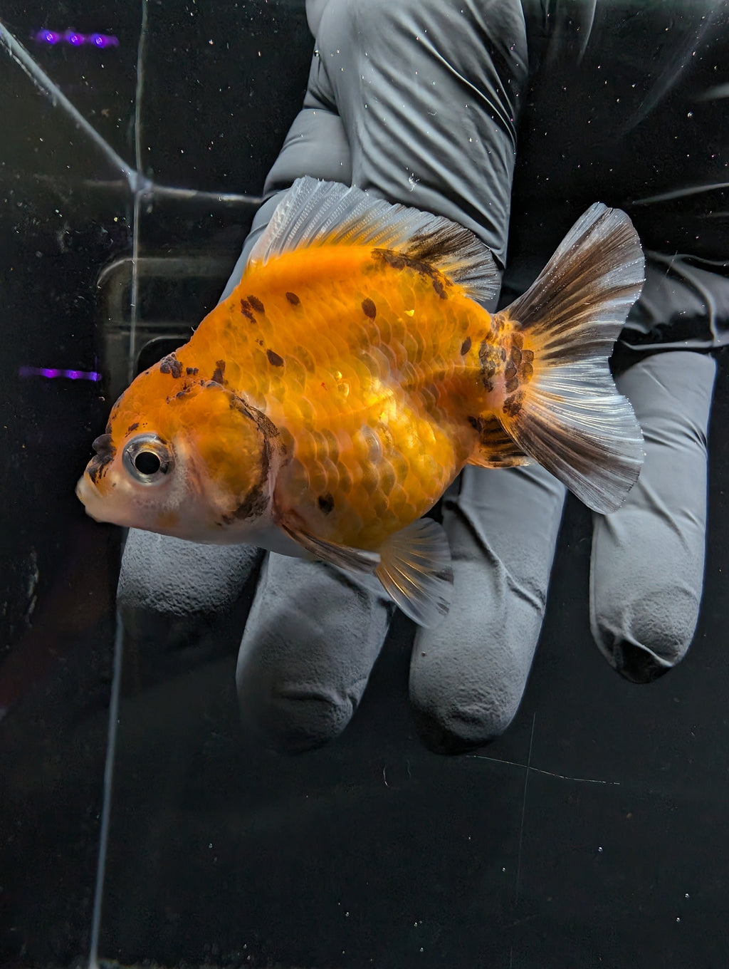 Baby Thai Shogun Oranda Calico 2"-2.5" in. ID#1016BSG11A-007