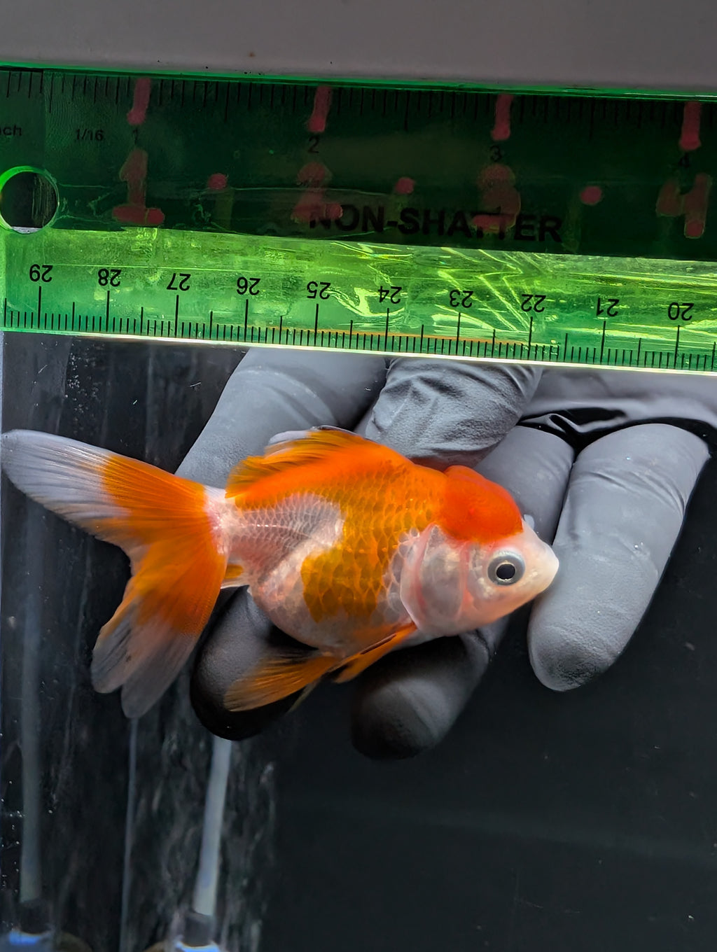 Juvenile Oranda Red White 3"-3.5"in.  ID#619T1A-002