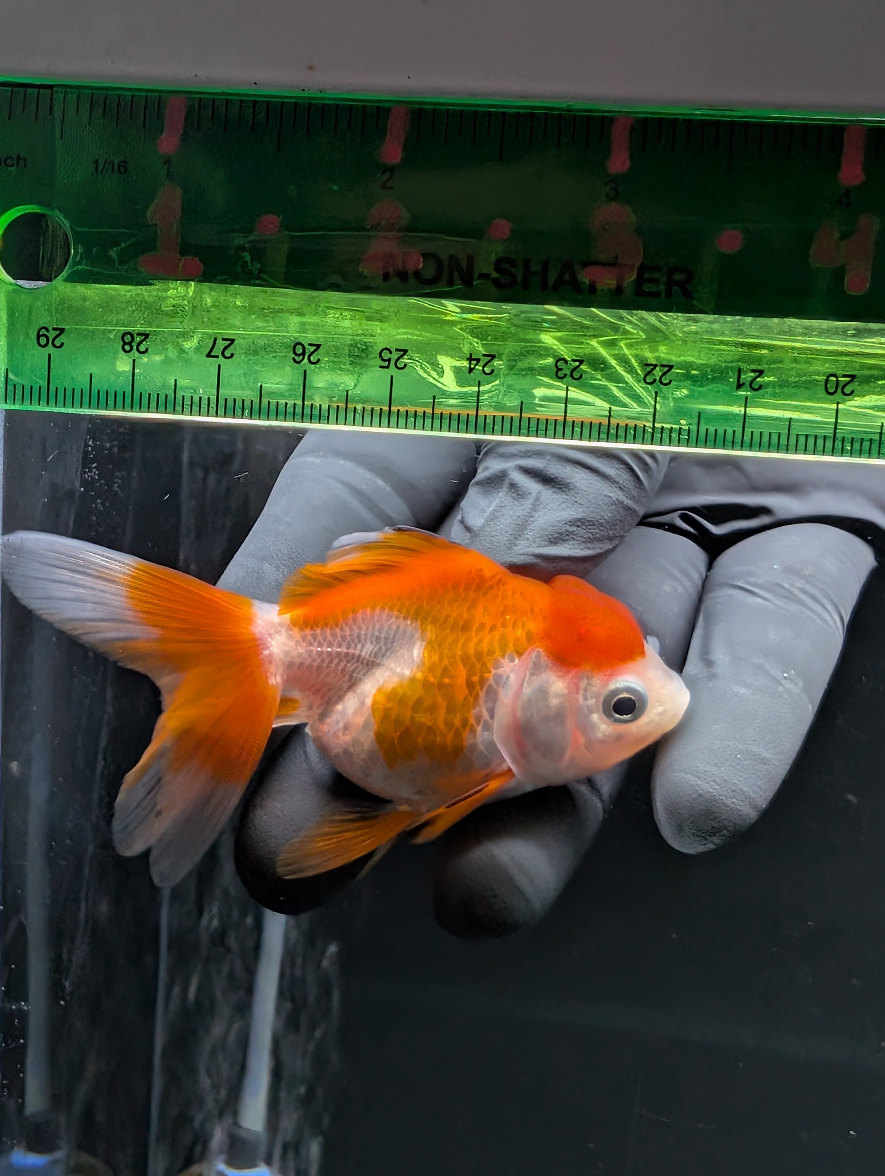 Juvenile Oranda Red White 3"-3.5"in.  ID#619T1A-002