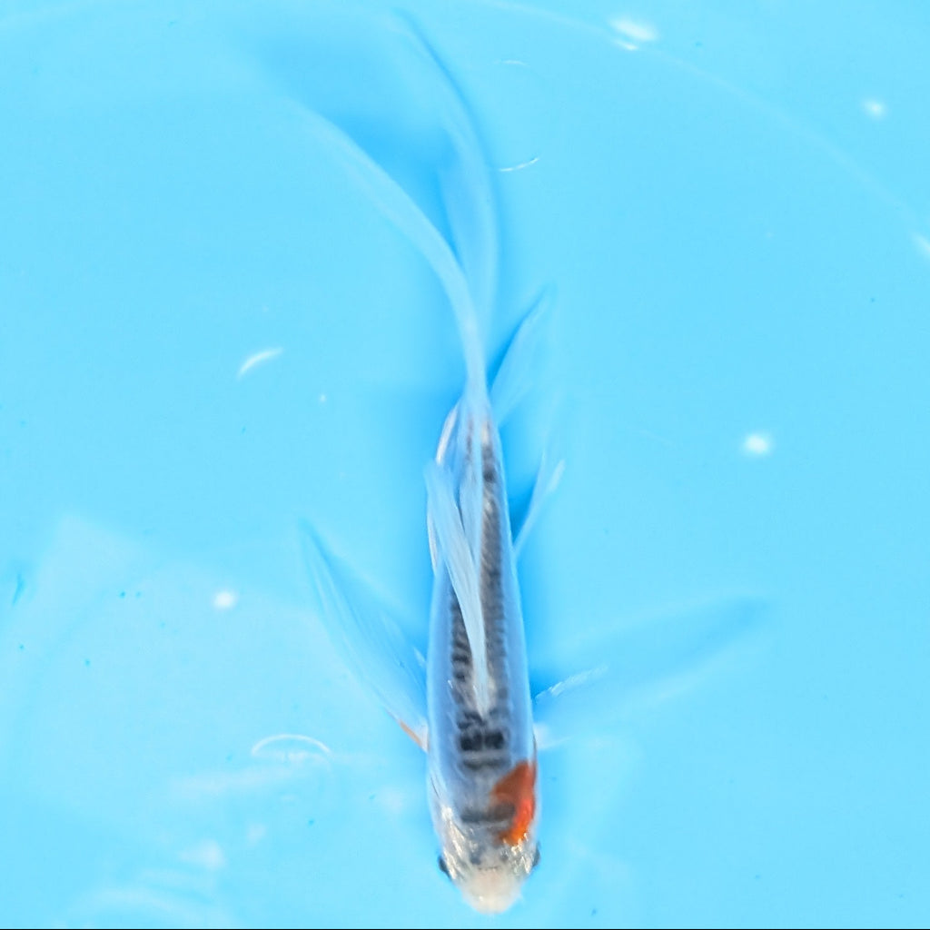 Shusui Butterfly Koi  5"-6" in. ID#727BFK-006