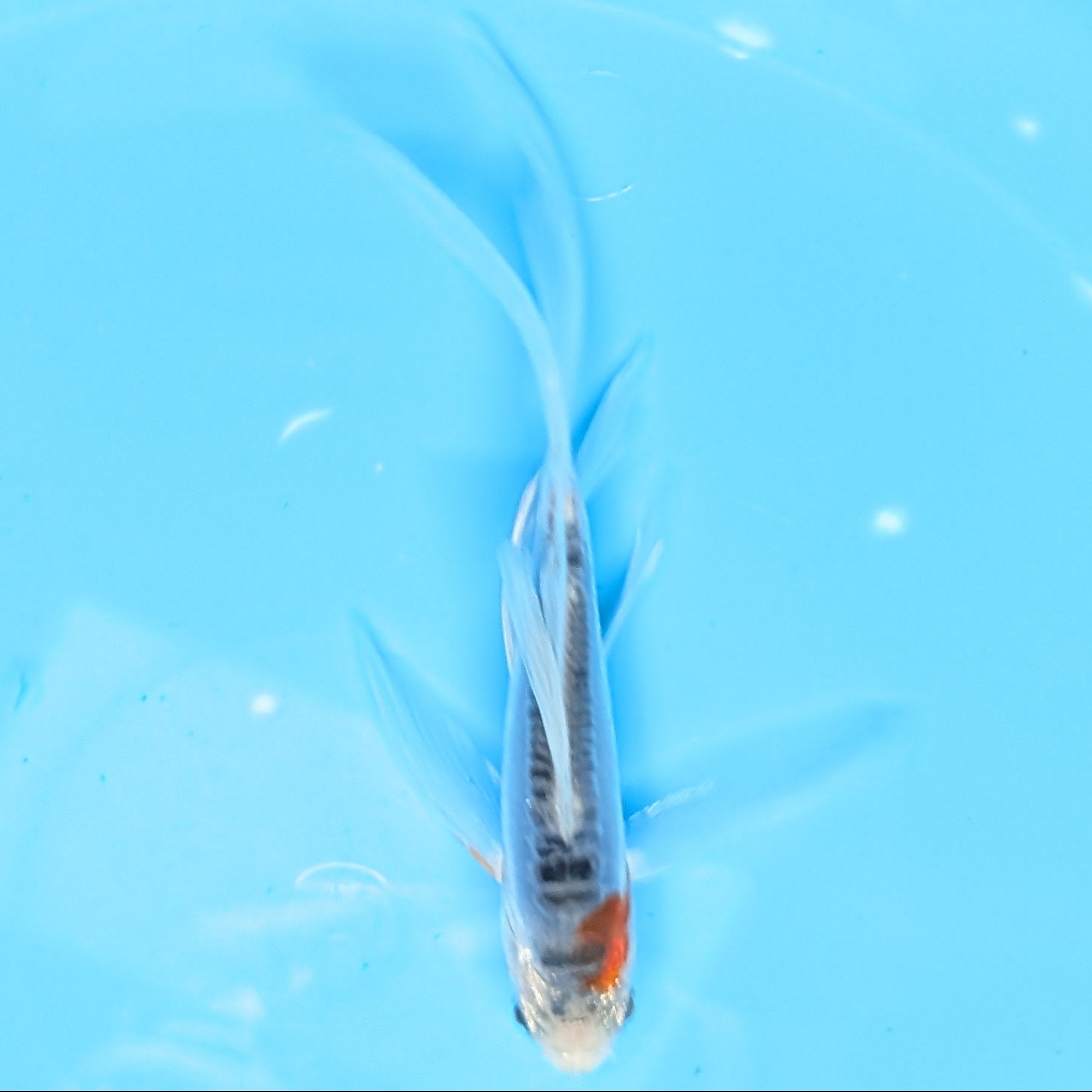 Shusui Butterfly Koi  5"-6" in. ID#727BFK-006