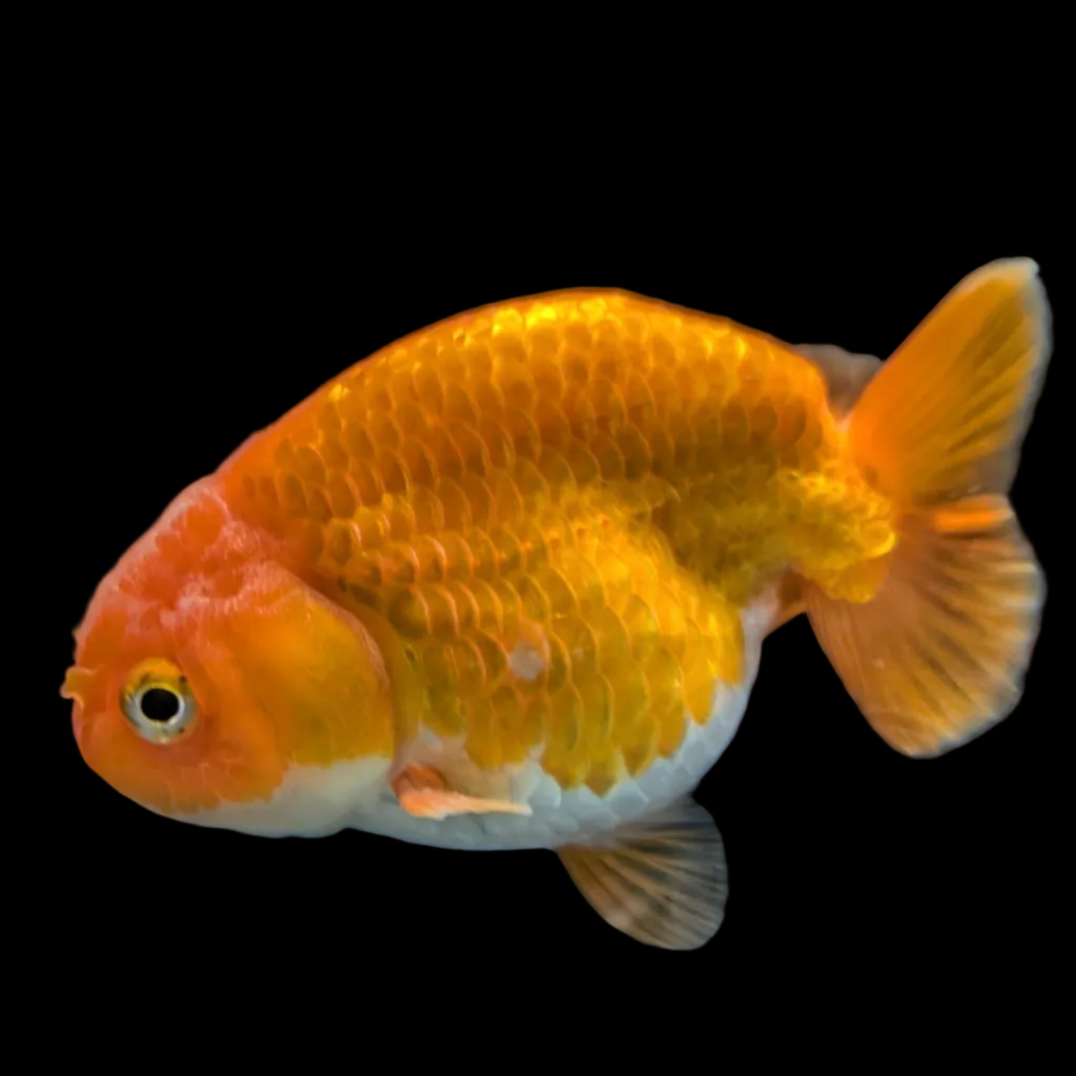 Red White  Ranchu 3.5"-4" in.  ID#306T3B-03