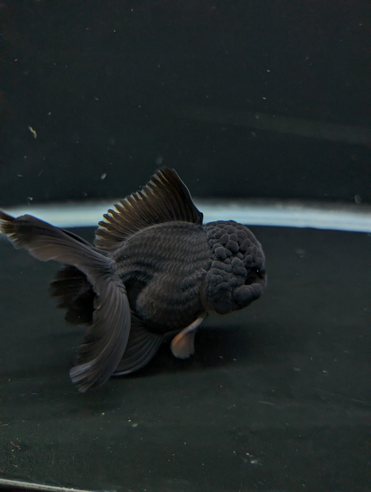 Thai Oranda Godzilla Black 3.5"-4"in.  ID#1023T1A-028