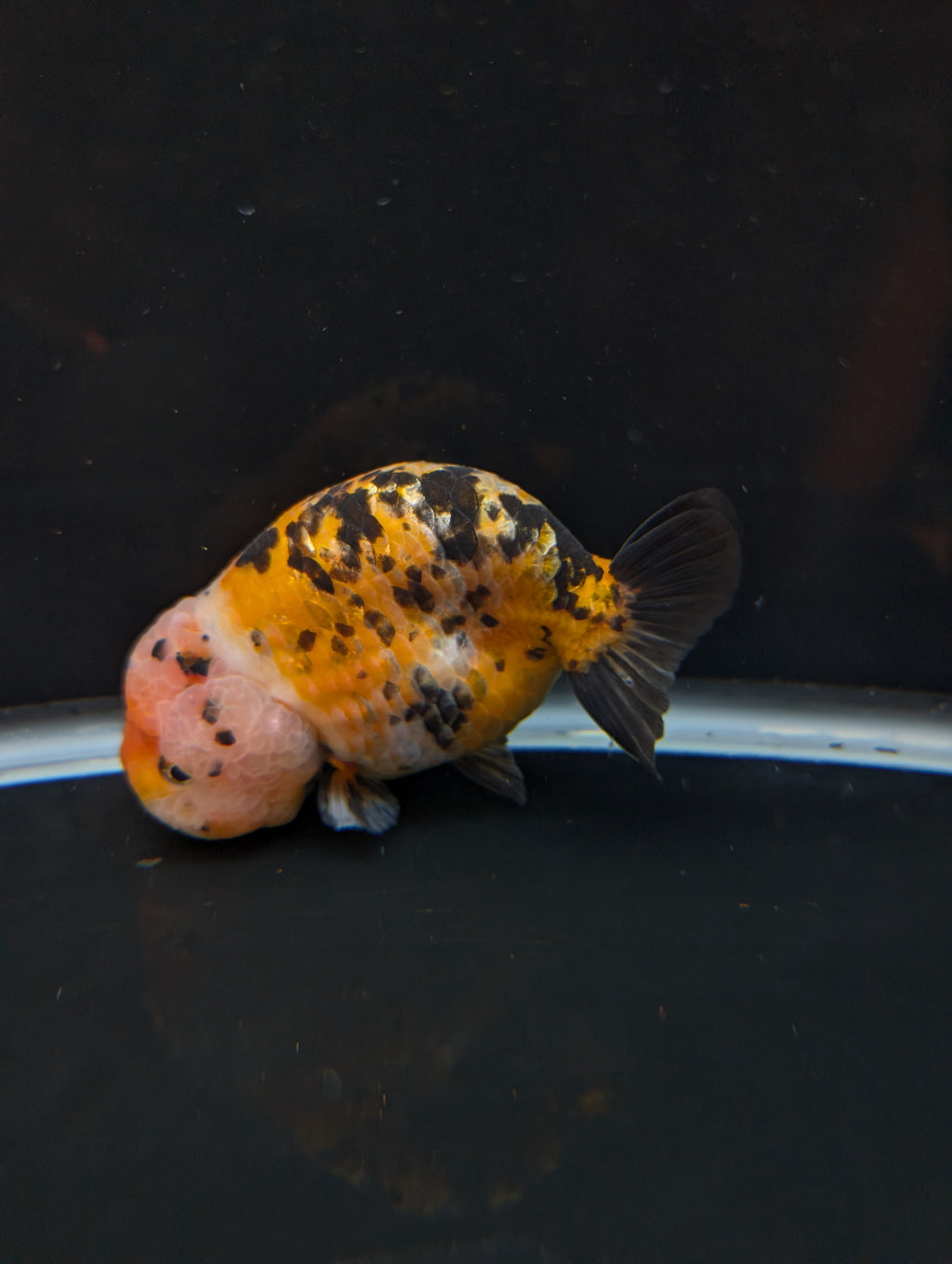 Jumbo Ranchu Calico 4.5"-5" in. ID#821R8A-033