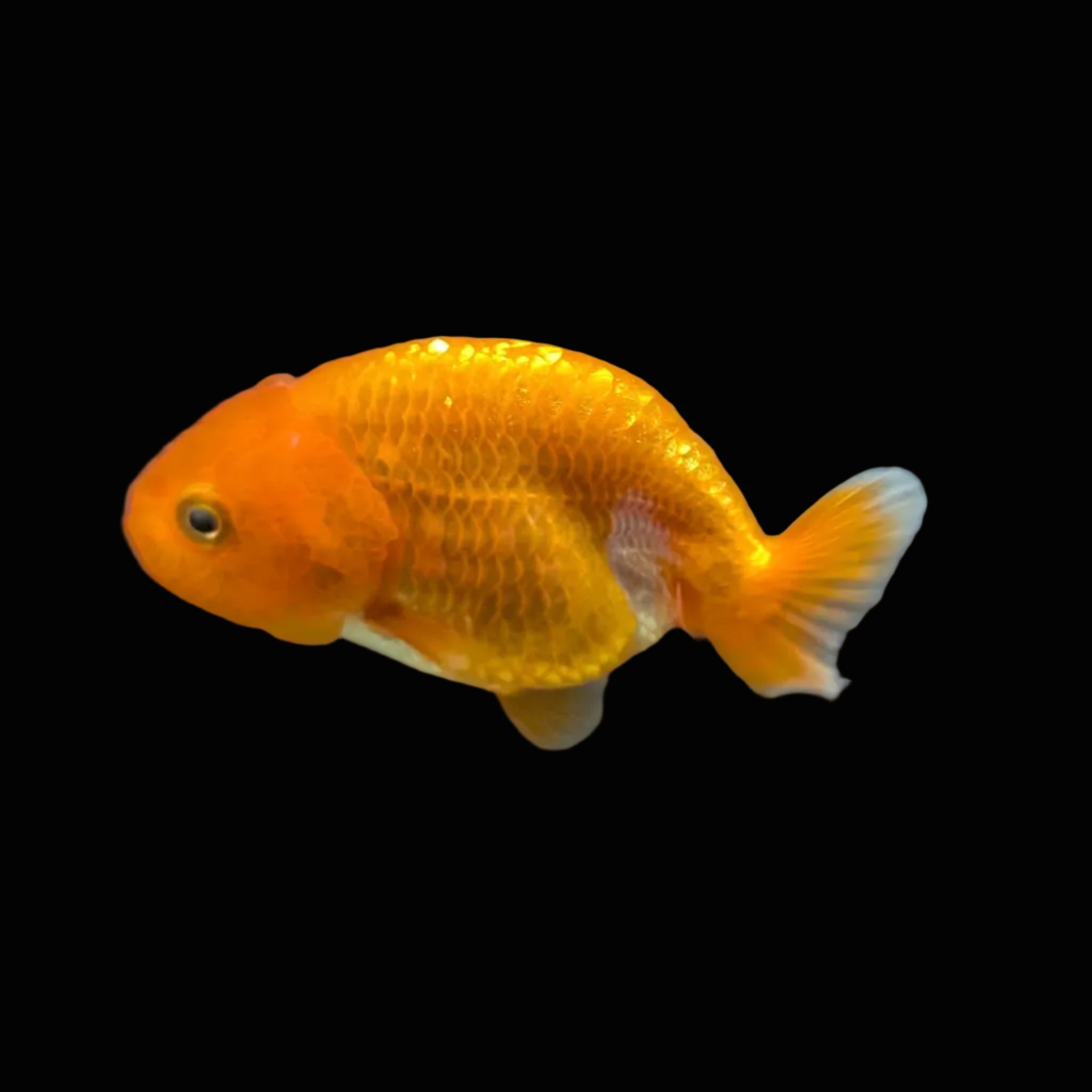 Ranchu Red White 3"-3.5" in. ID#501R13A-023