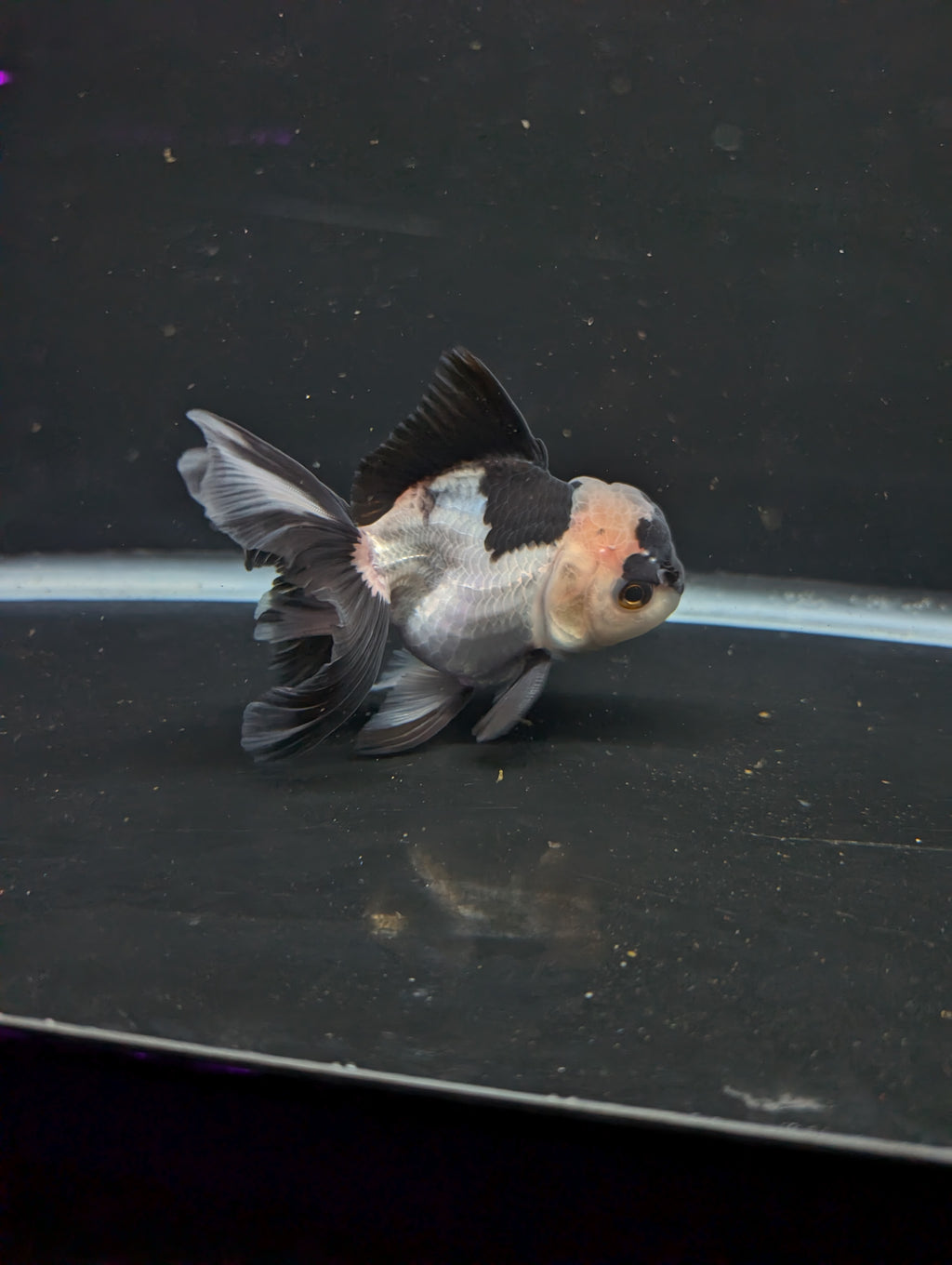 Thai Oranda Panda 4"-4.5"in.  ID#1016T1A-005