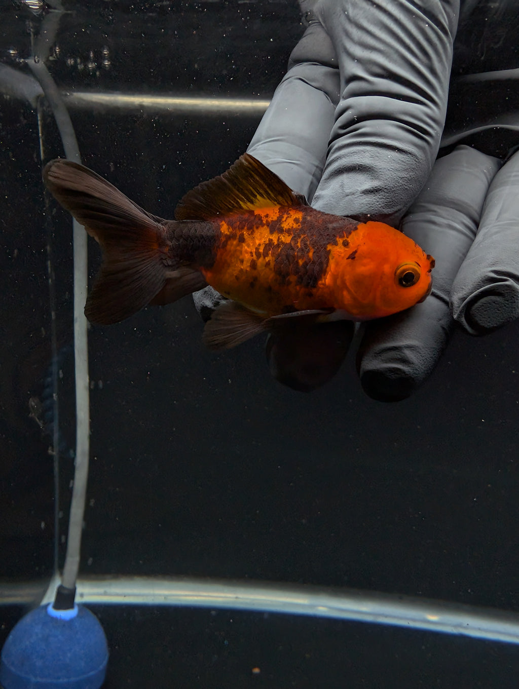 Juvenile Oranda Red Black 3"-3.5"in.  ID#529T1A-054
