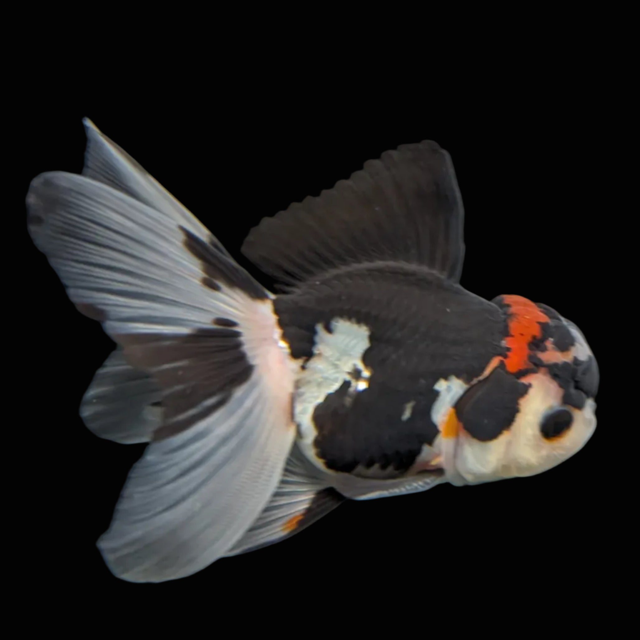 Thai Juvenile Oranda Tricolor 3.5"-4"in.  ID#731T1A-053