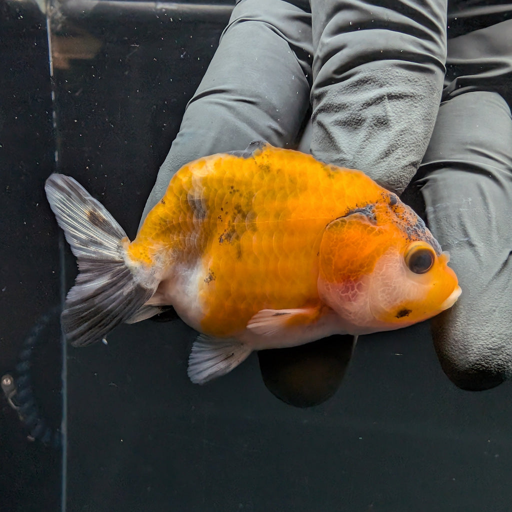 Ranchu Calico 2.5"-3" in. ID#717R4A-009