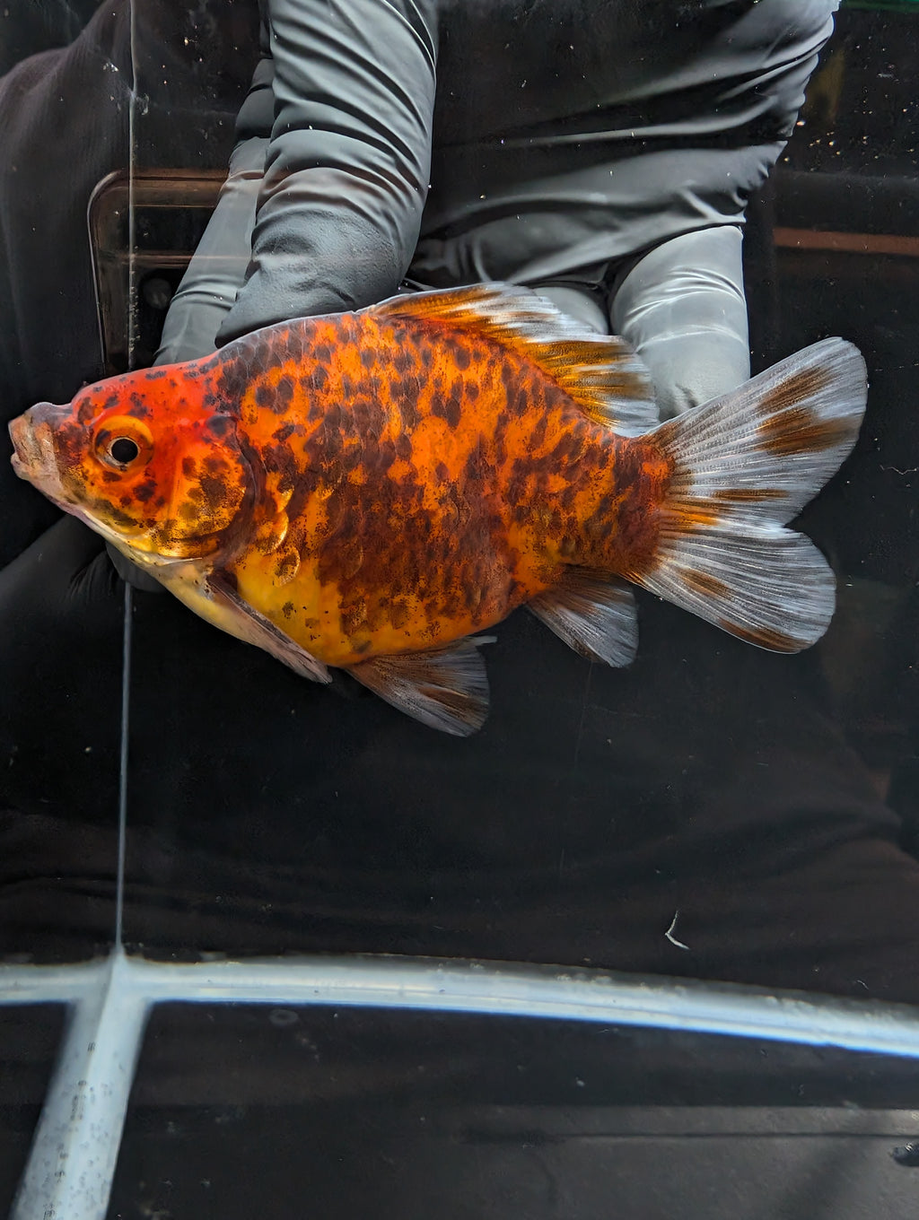 Tamasaba Calico 4" in. ID#1023TM1B-021