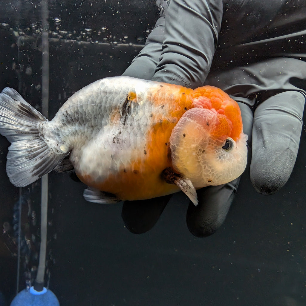 Jumbo Ranchu Calico 4"-4.5" in. ID#5153B-014