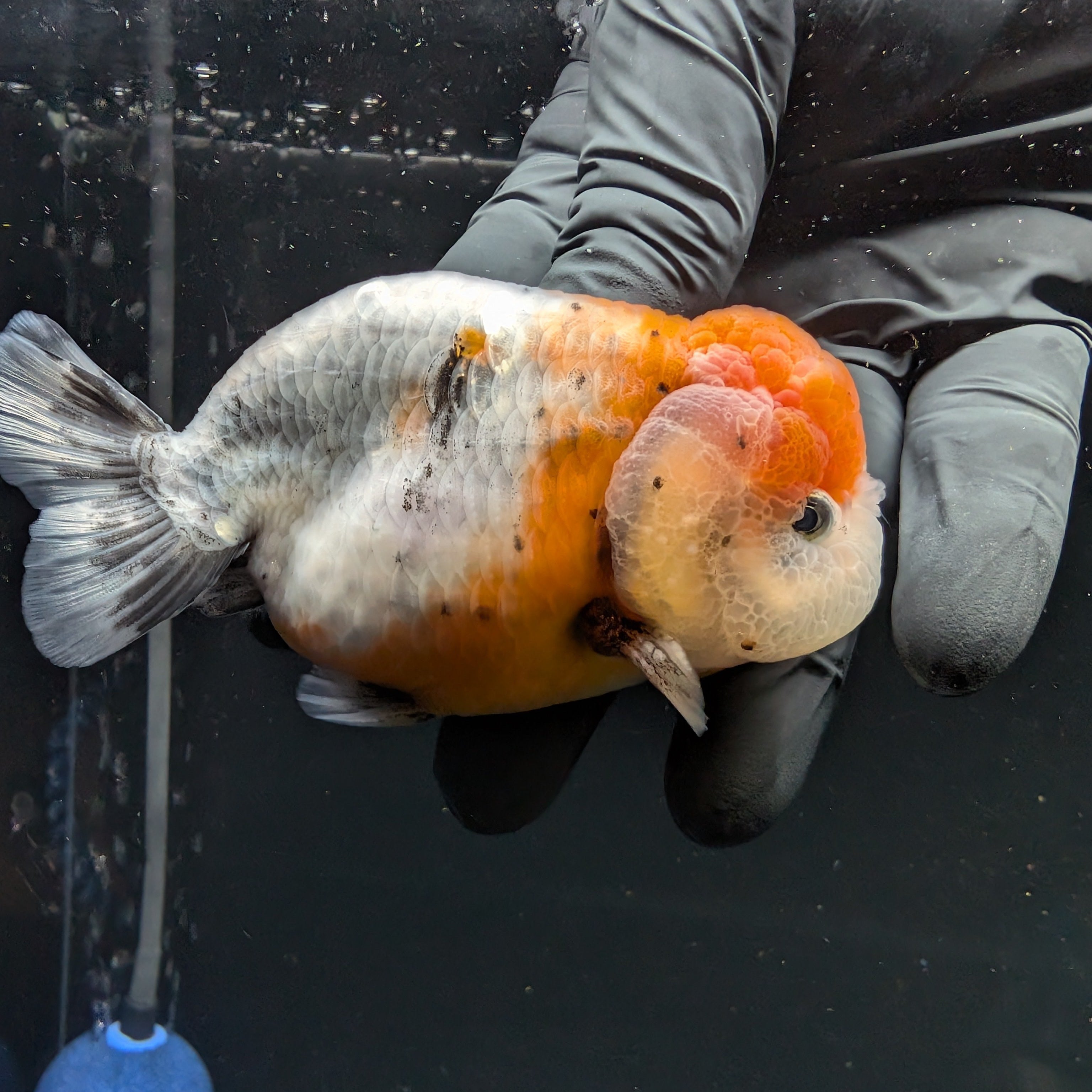 Jumbo Ranchu Calico 4"-4.5" in. ID#5153B-014