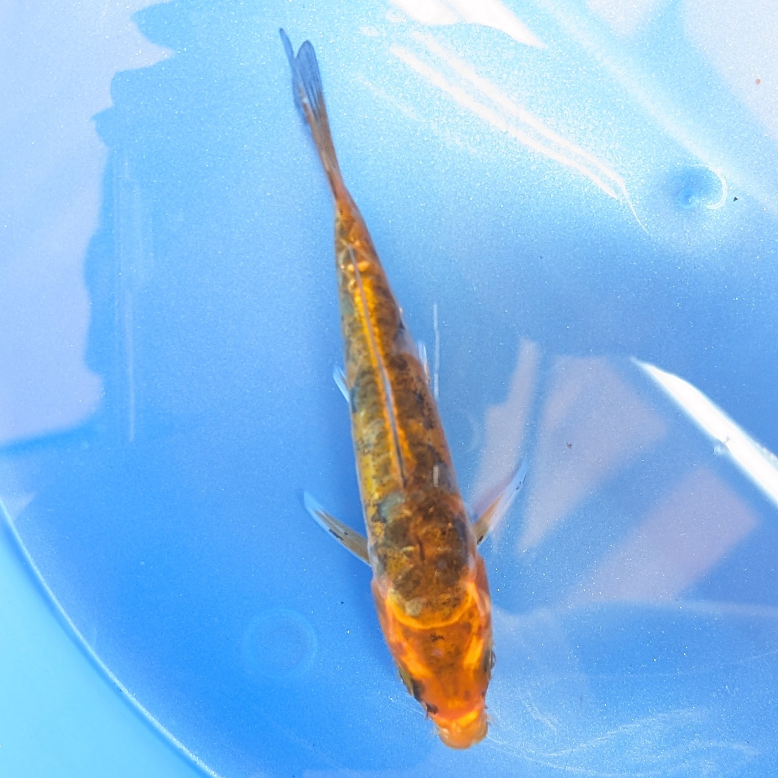 Doitsu Kawari Koi  4"in. ID#806BFK-013
