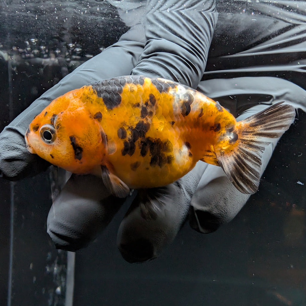Ranchu Calico 3"-3.5" in. ID#515R4A-014