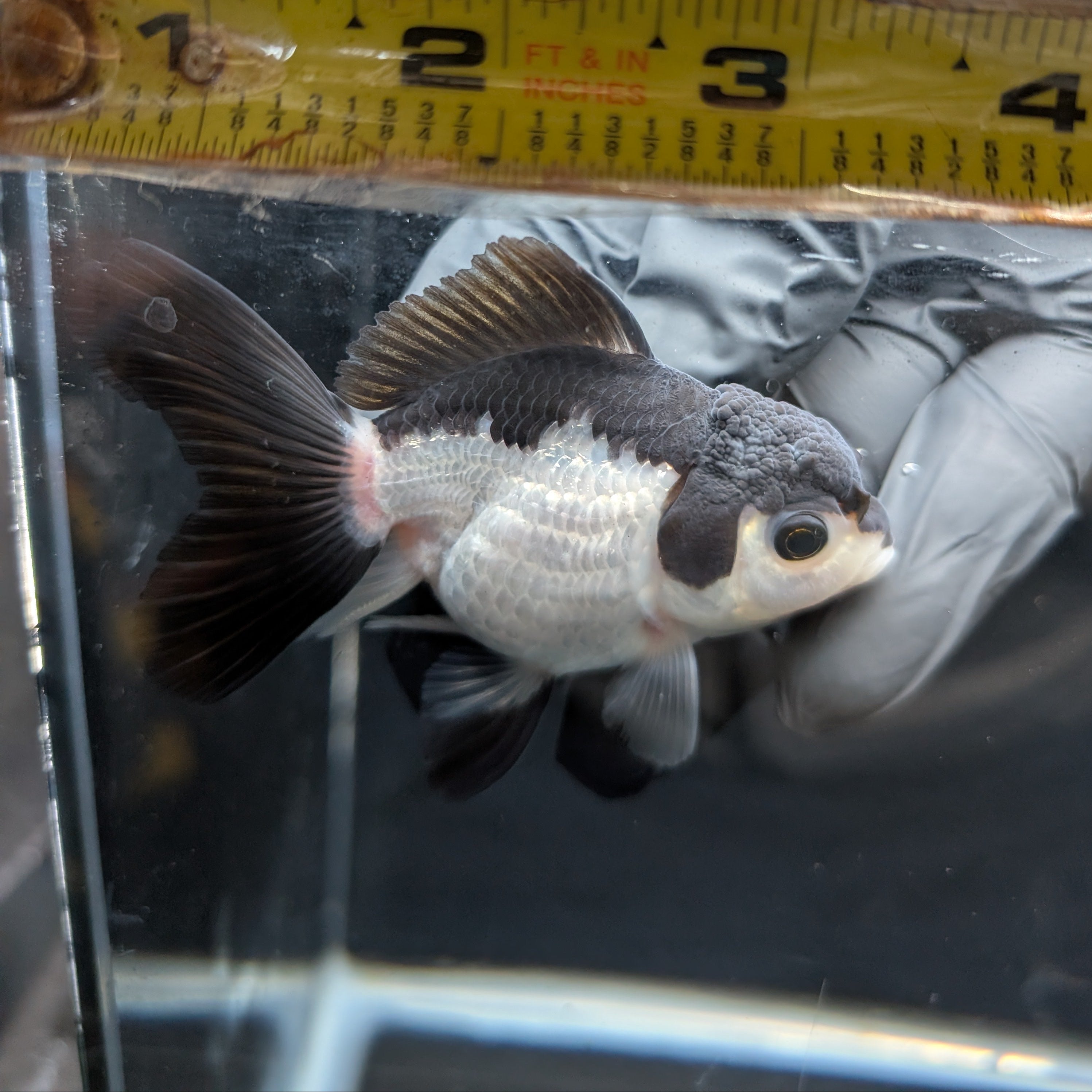 Juvenile Oranda Panda 3.5"-4" in.  ID#403T8A-002