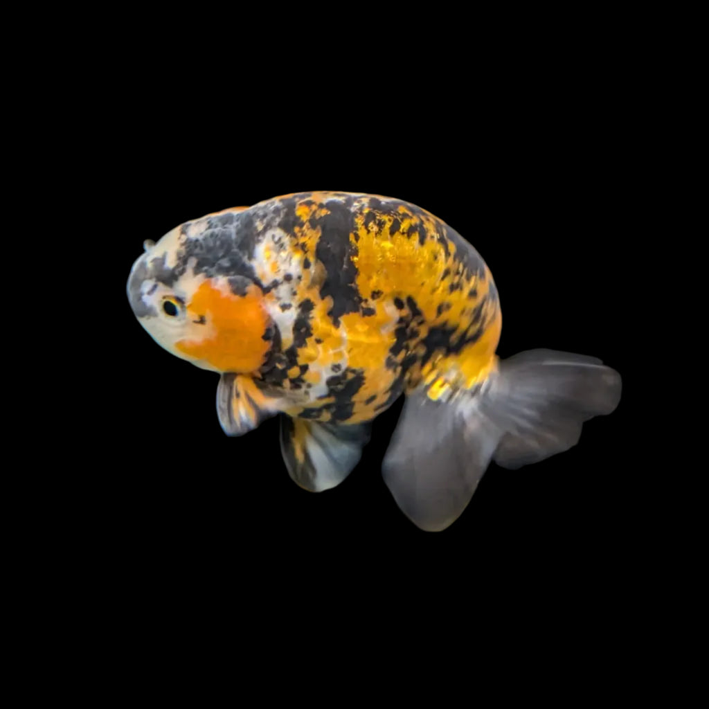 Thai Jumbo Ranchu *Special Color Tiger Calico 5" - 5.5" in. ID#116R4B-06