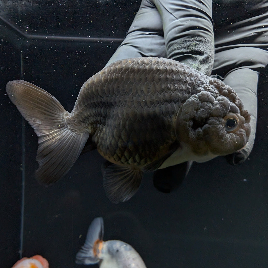 Jumbo Ranchu Black 3.5"- 4" in. ID#710R8A-025