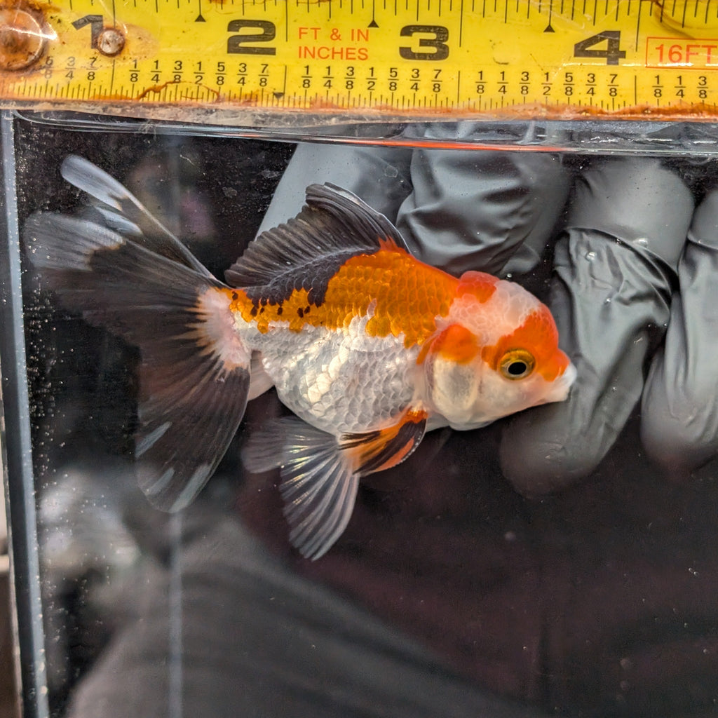 Juvenile Oranda Tricolor 3.5"-4" in.  ID#410T8A-018
