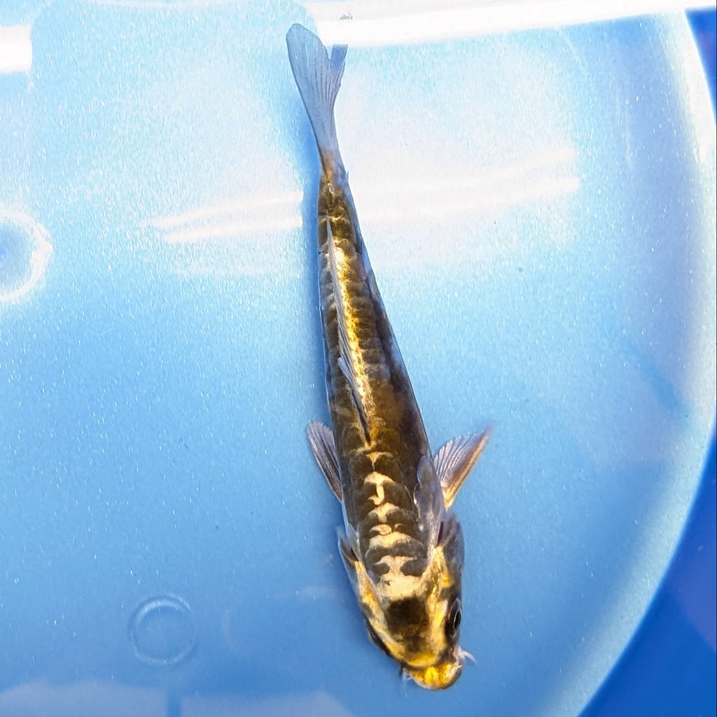 Kin Kikokuryu Koi  4"in. ID#806BFK-025