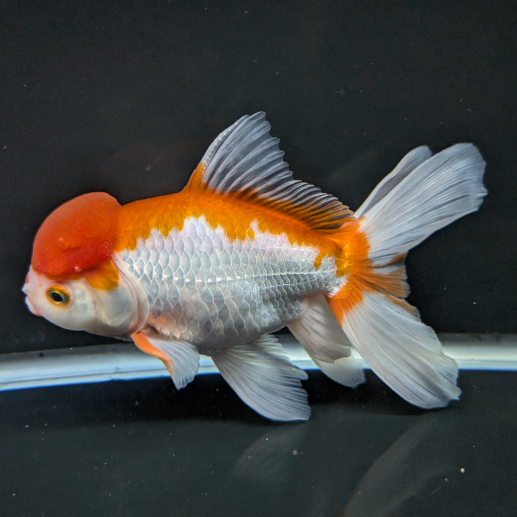 Jumbo Oranda Red White 6.5"-7"in.  ID#522T4B-001