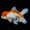 Jumbo Oranda Red White 6"-7"in.  ID#522T4B-001