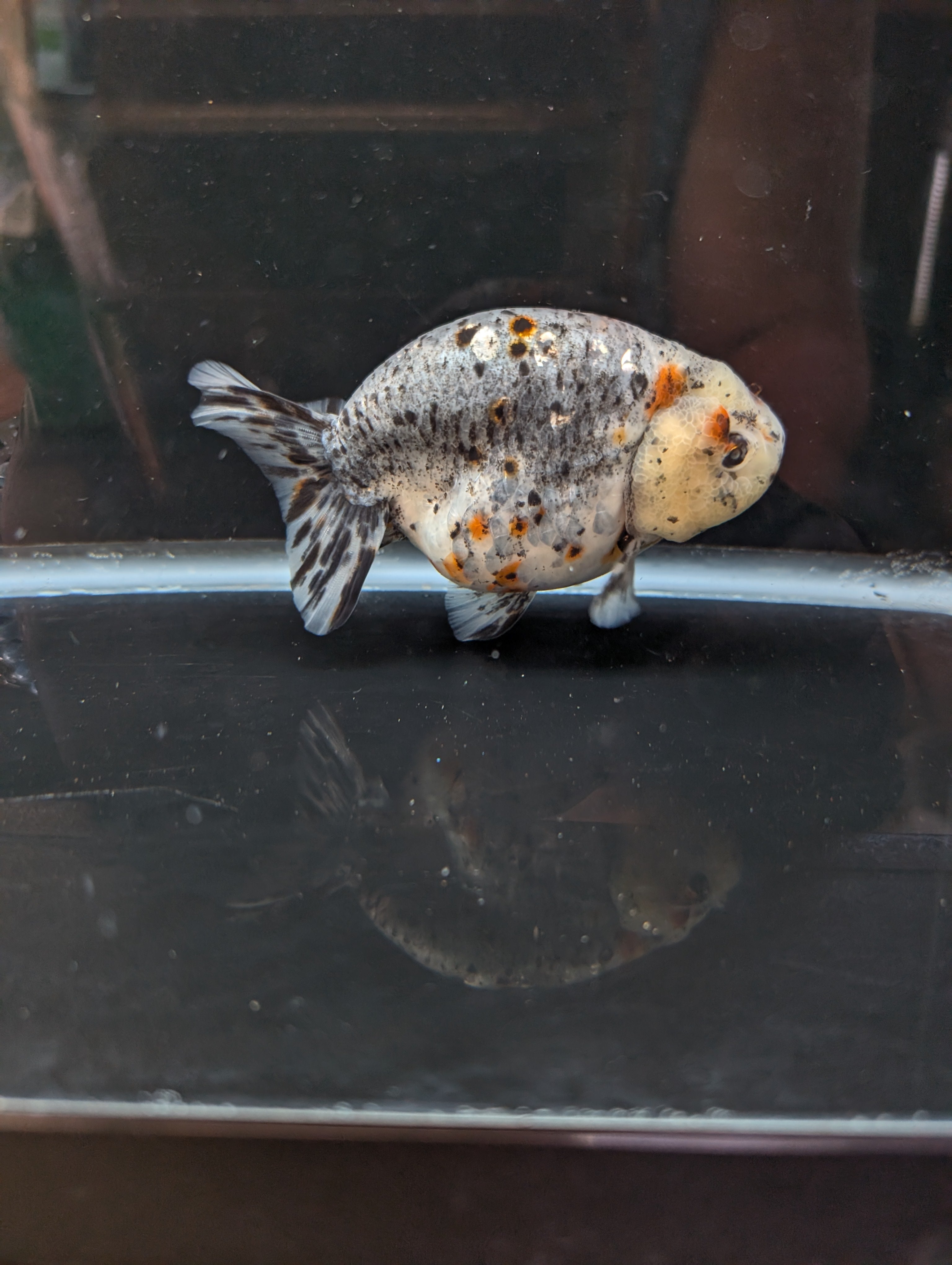 Jumbo Ranchu Kirin Calico 4.5"-5" in. ID#814R8A-025 Please See Notes.