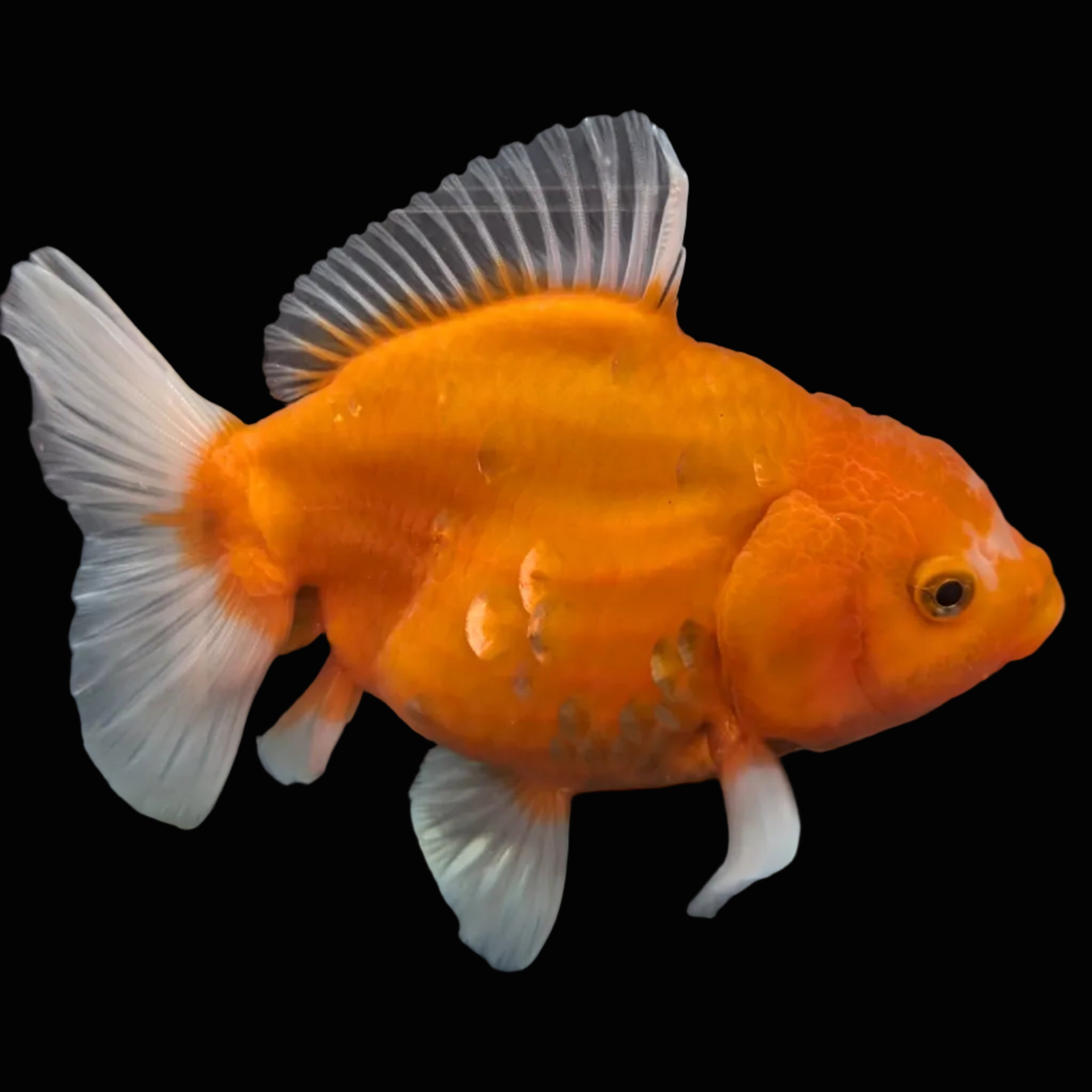 Jumbo Oranda Yuan Bao Sakura   4"-4.5"in. ID#807SB13A-006 Please See Notes.